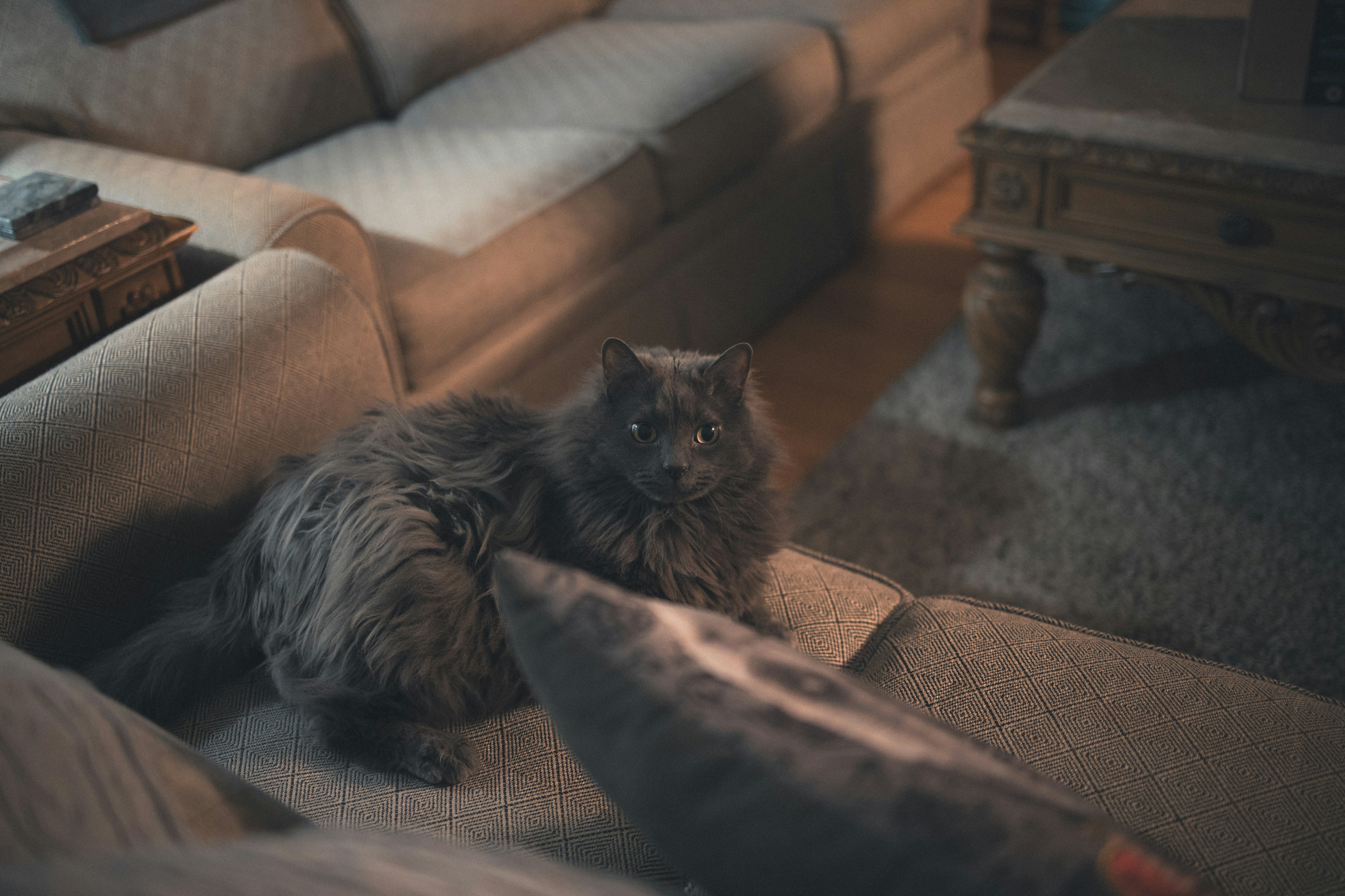 Chat assis sur un canapé dans un salon