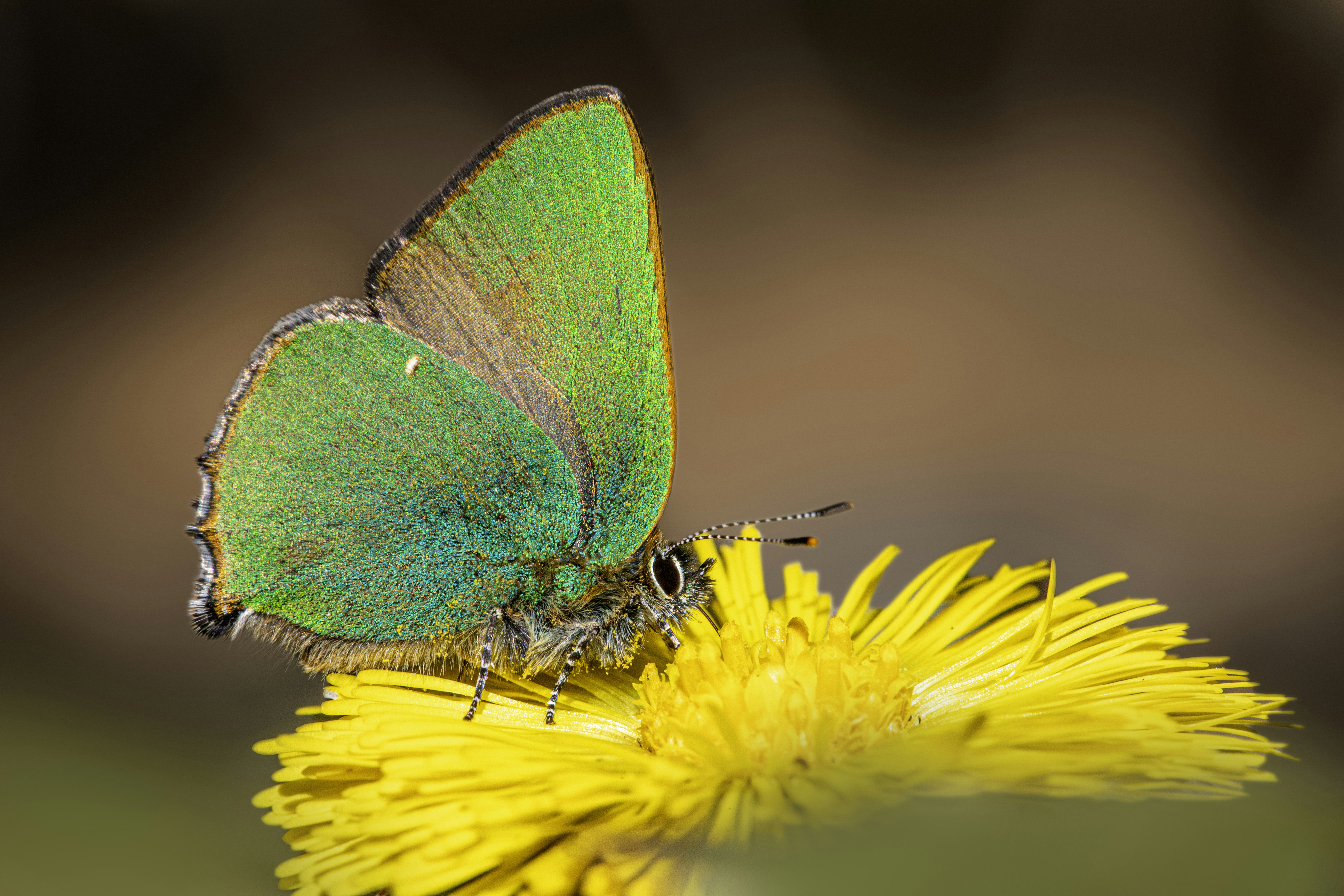 Photo by erik_karits