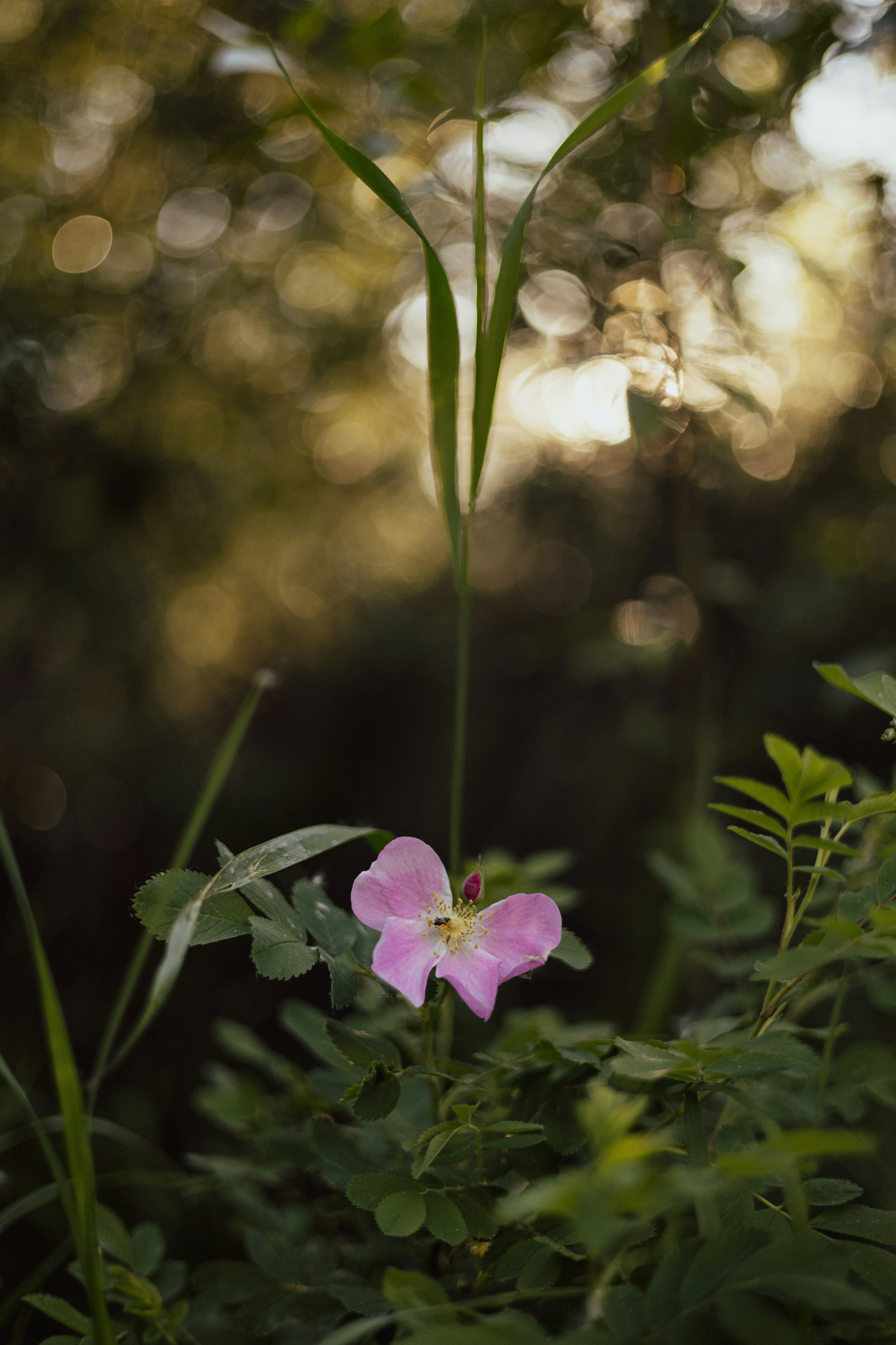 Photo by harrydhindsa