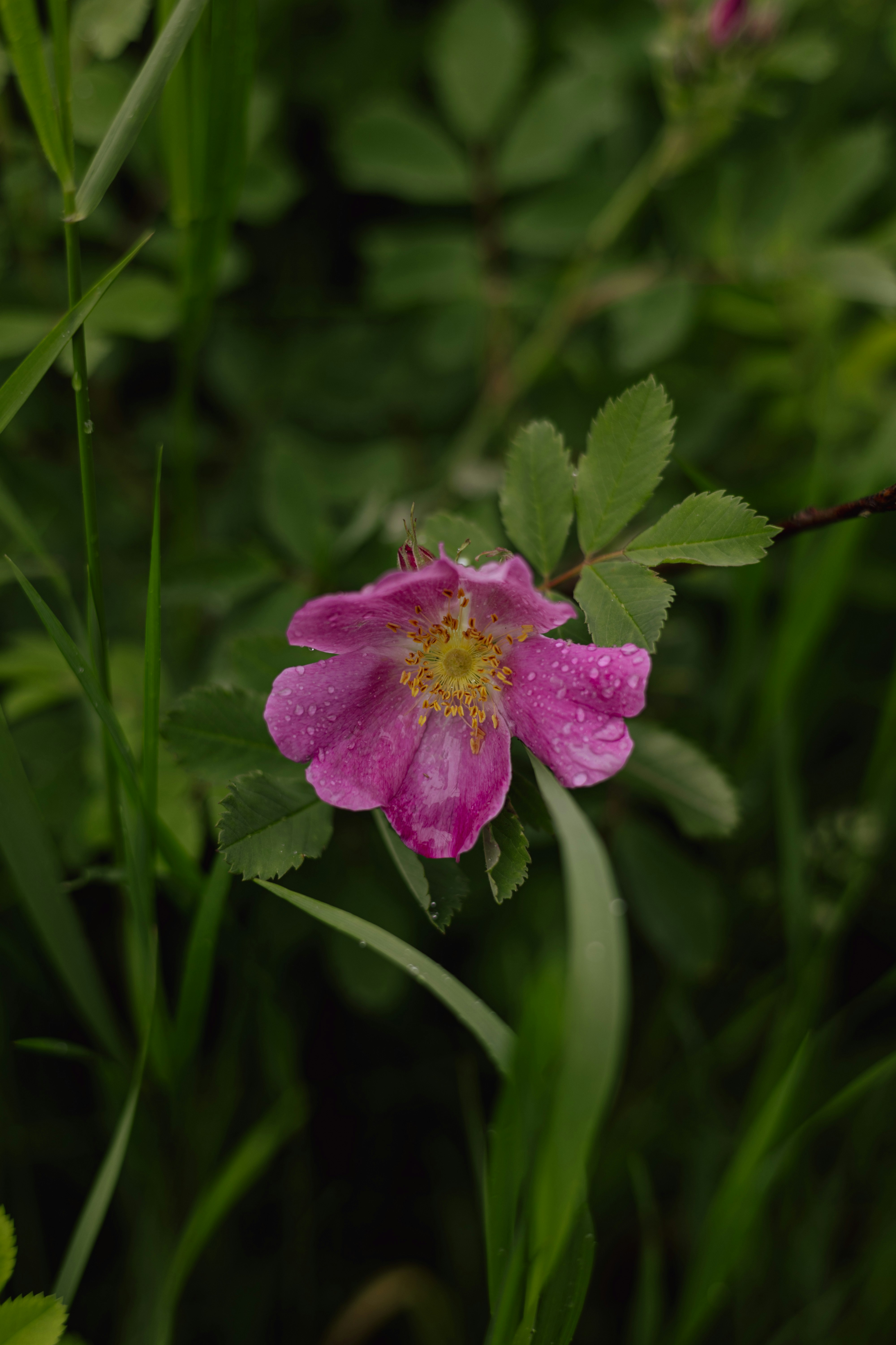 Photo by harrydhindsa