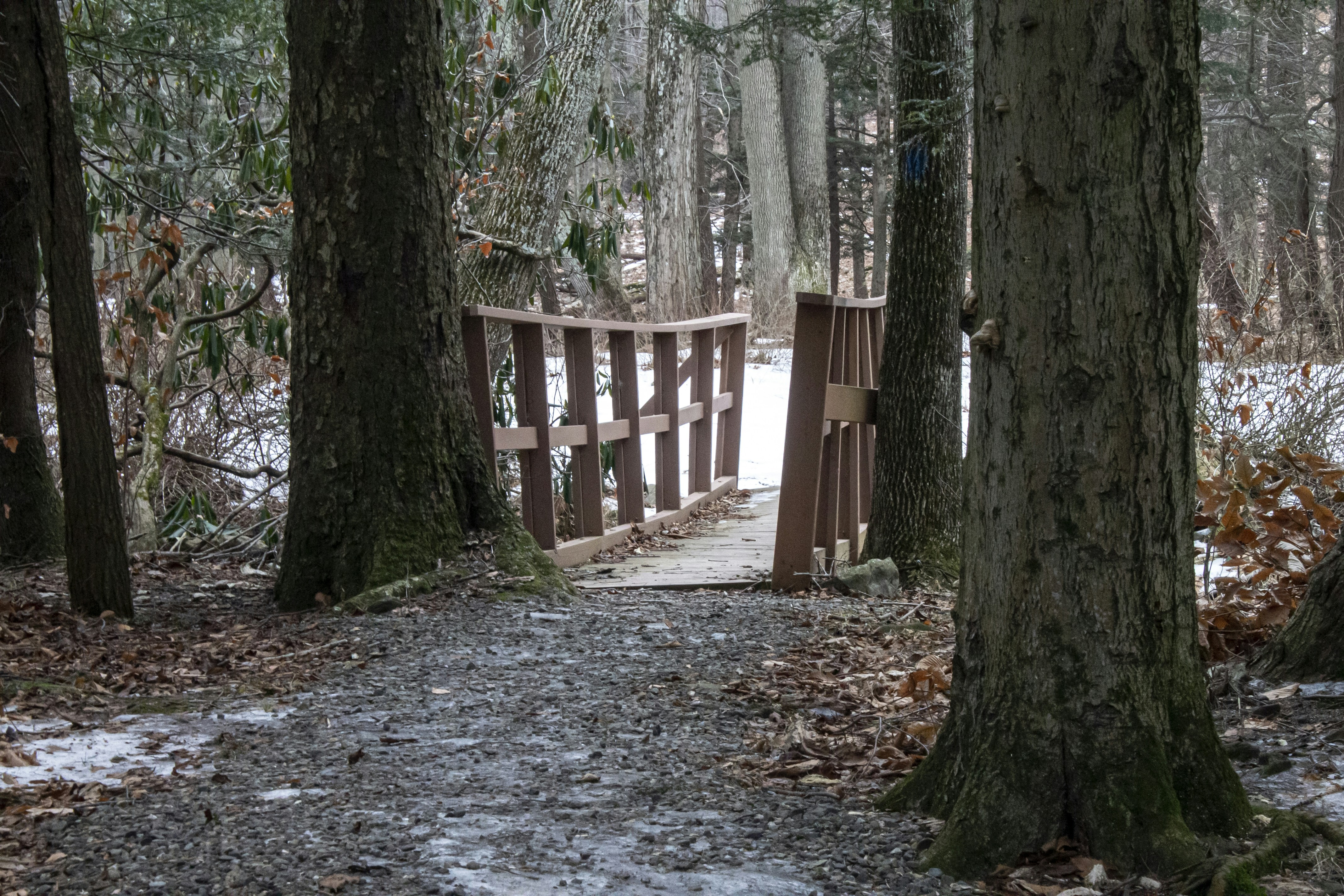 Un pont en bois au milieu d’une forêt