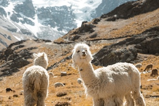A group of llamas on a mountain side