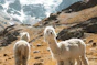 A group of llamas on a mountain side
