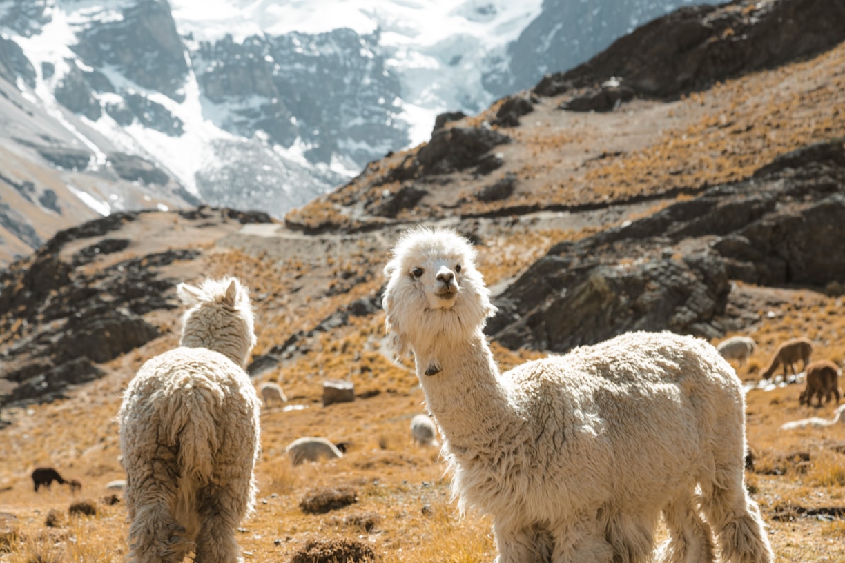 A group of llamas on a mountain side