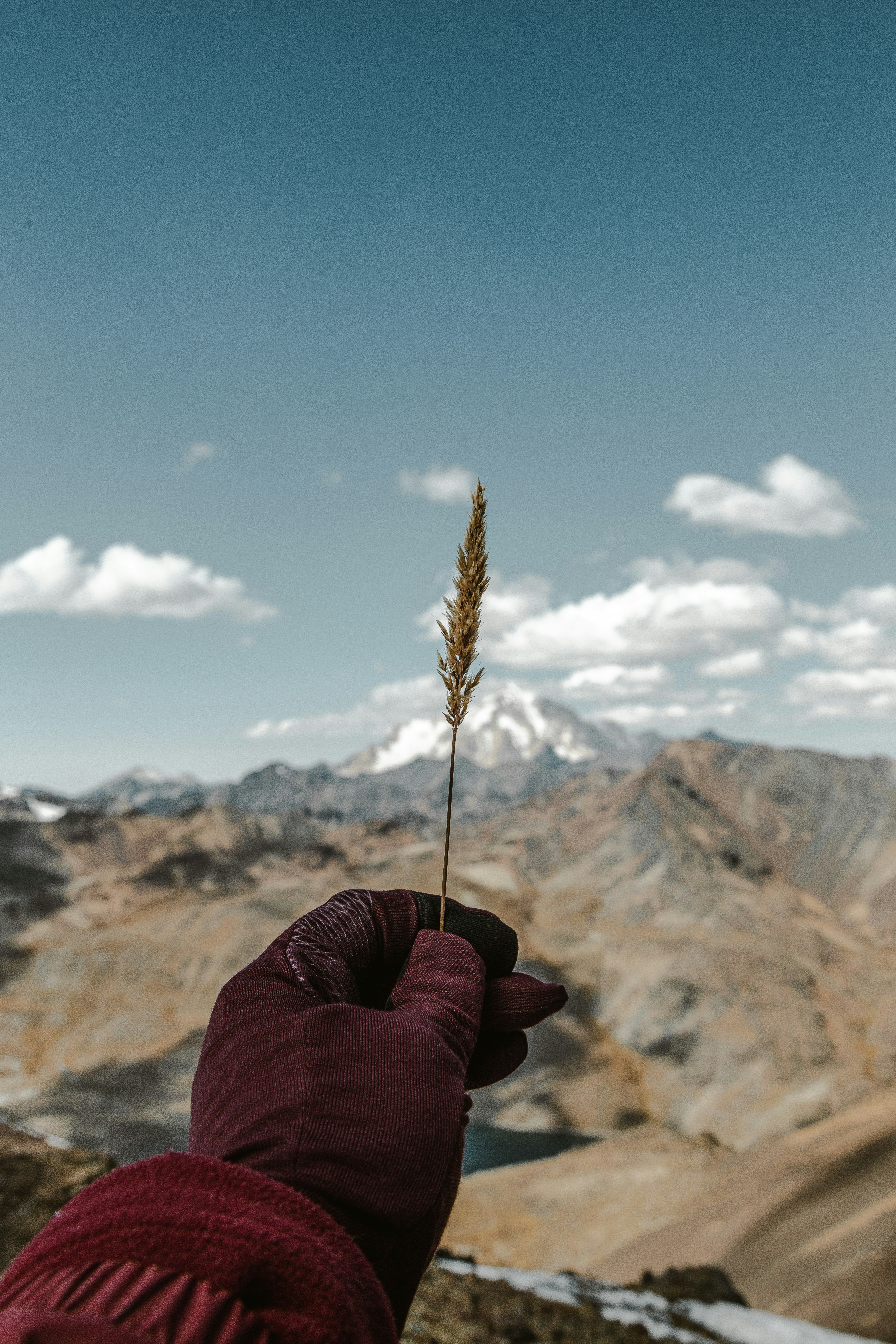 Una mano che tiene una pianta di fronte a una catena montuosa