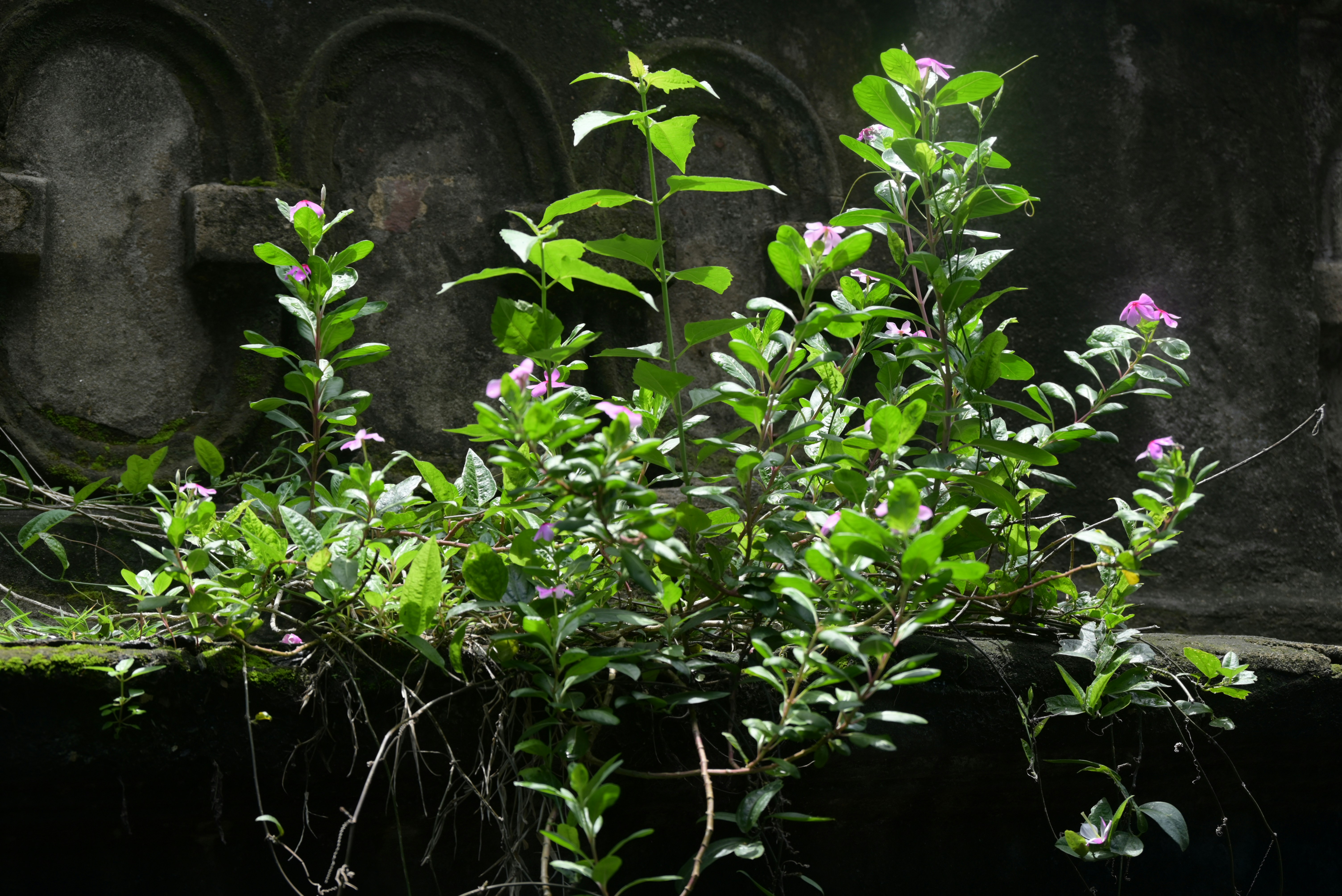 石垣から生えている植物