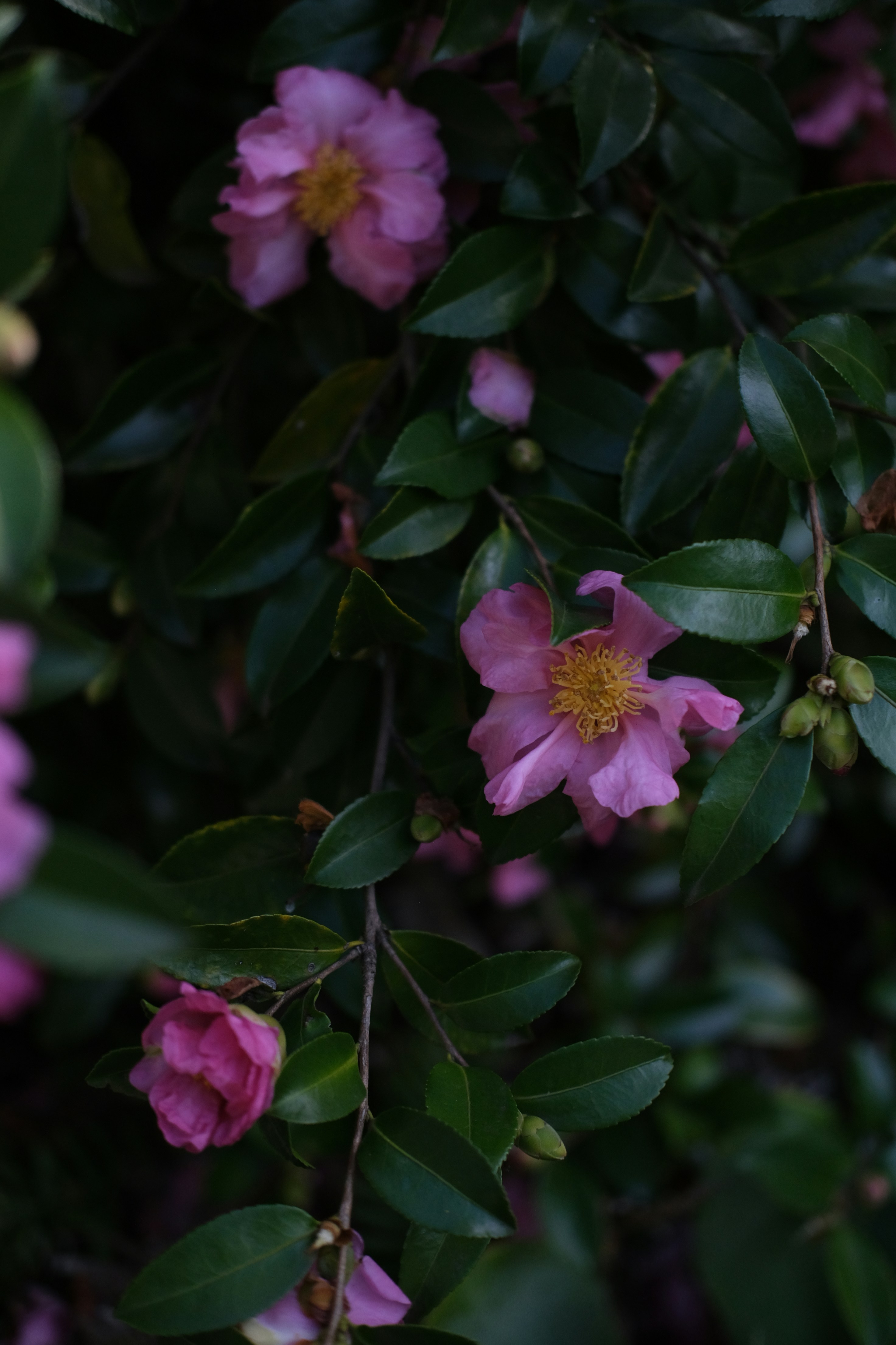 A bush with pink flowers and green leaves