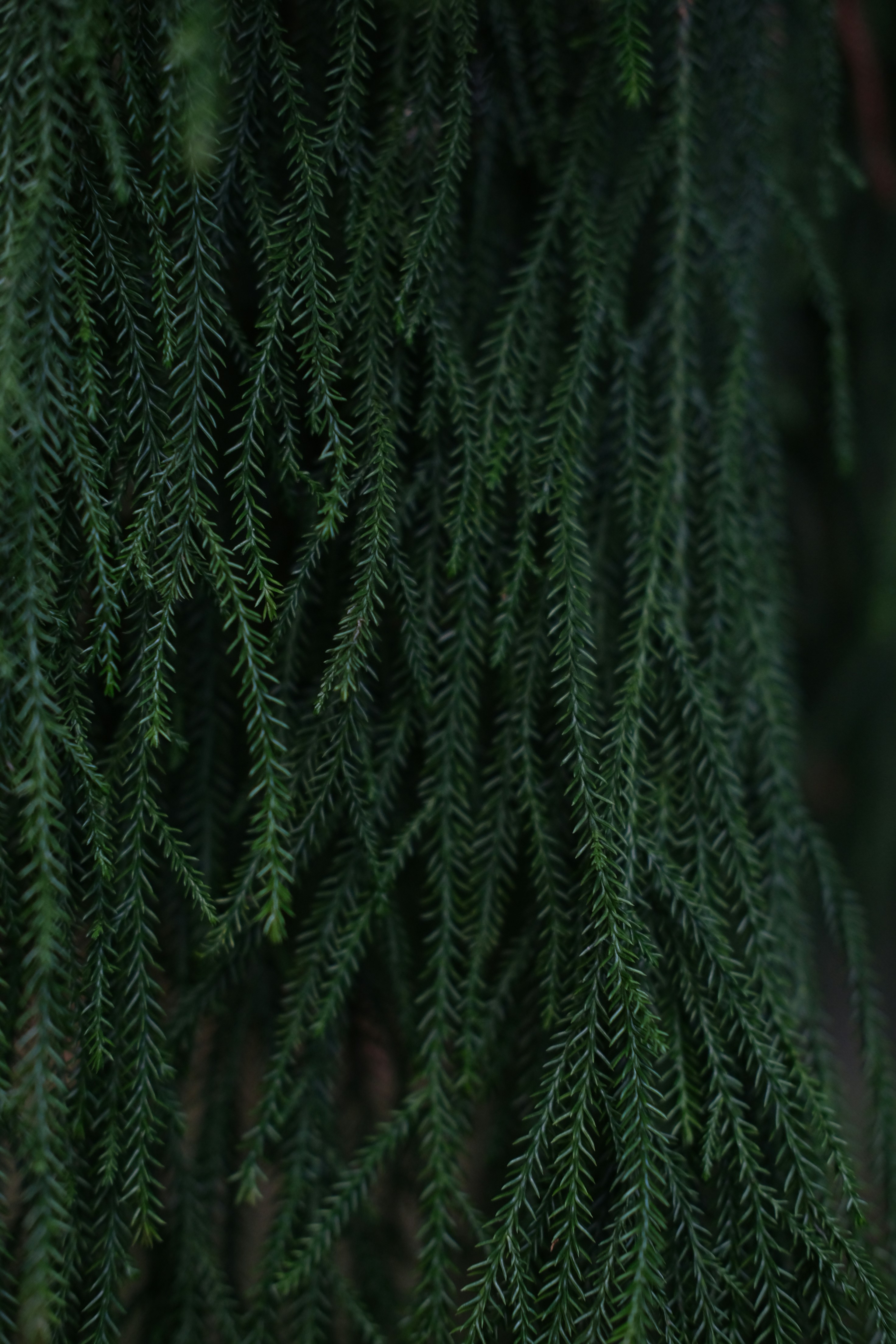 Photo by sabinajeinku