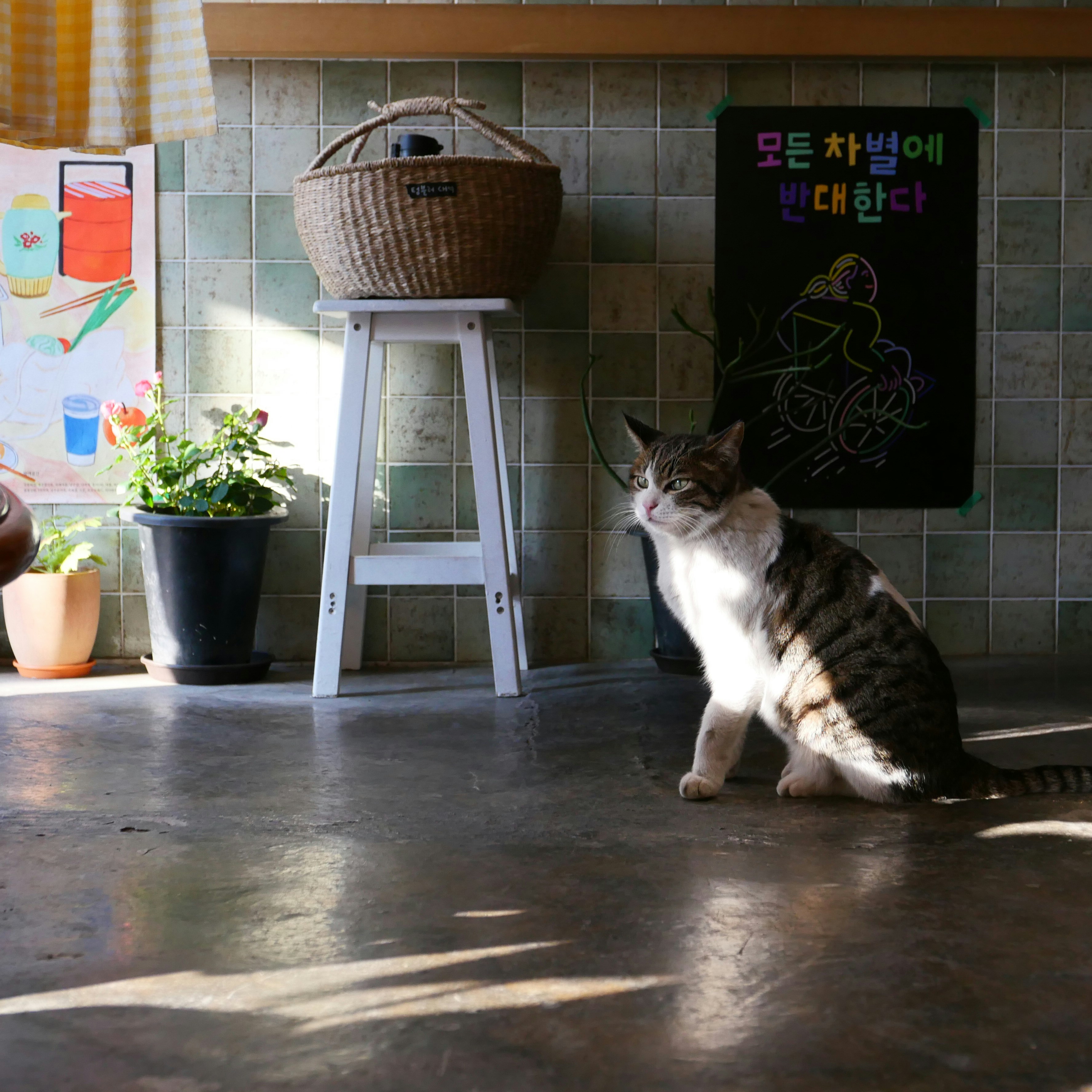 A cat sitting on the floor in a kitchen