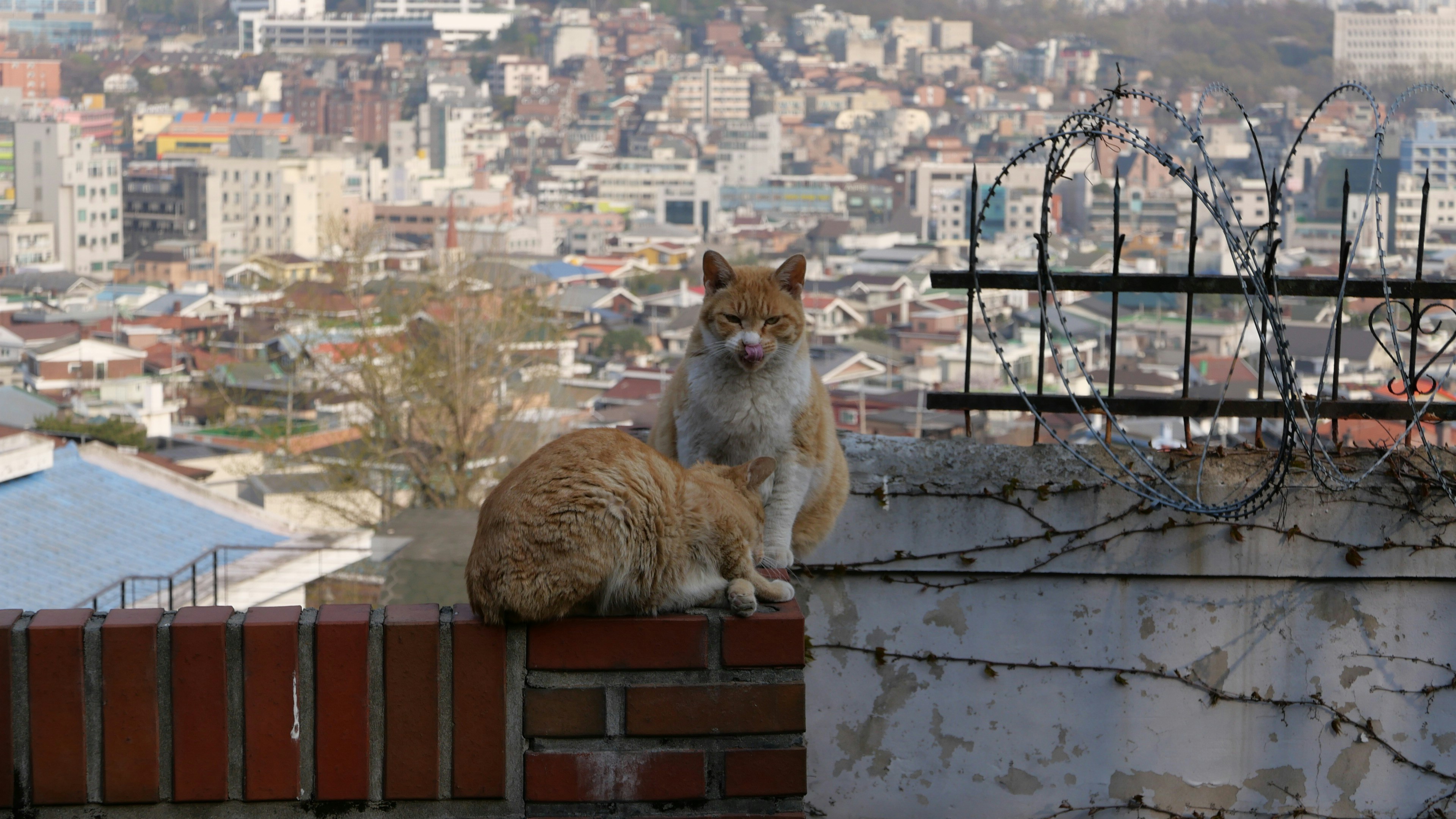 Two cats sitting on top of a brick wall