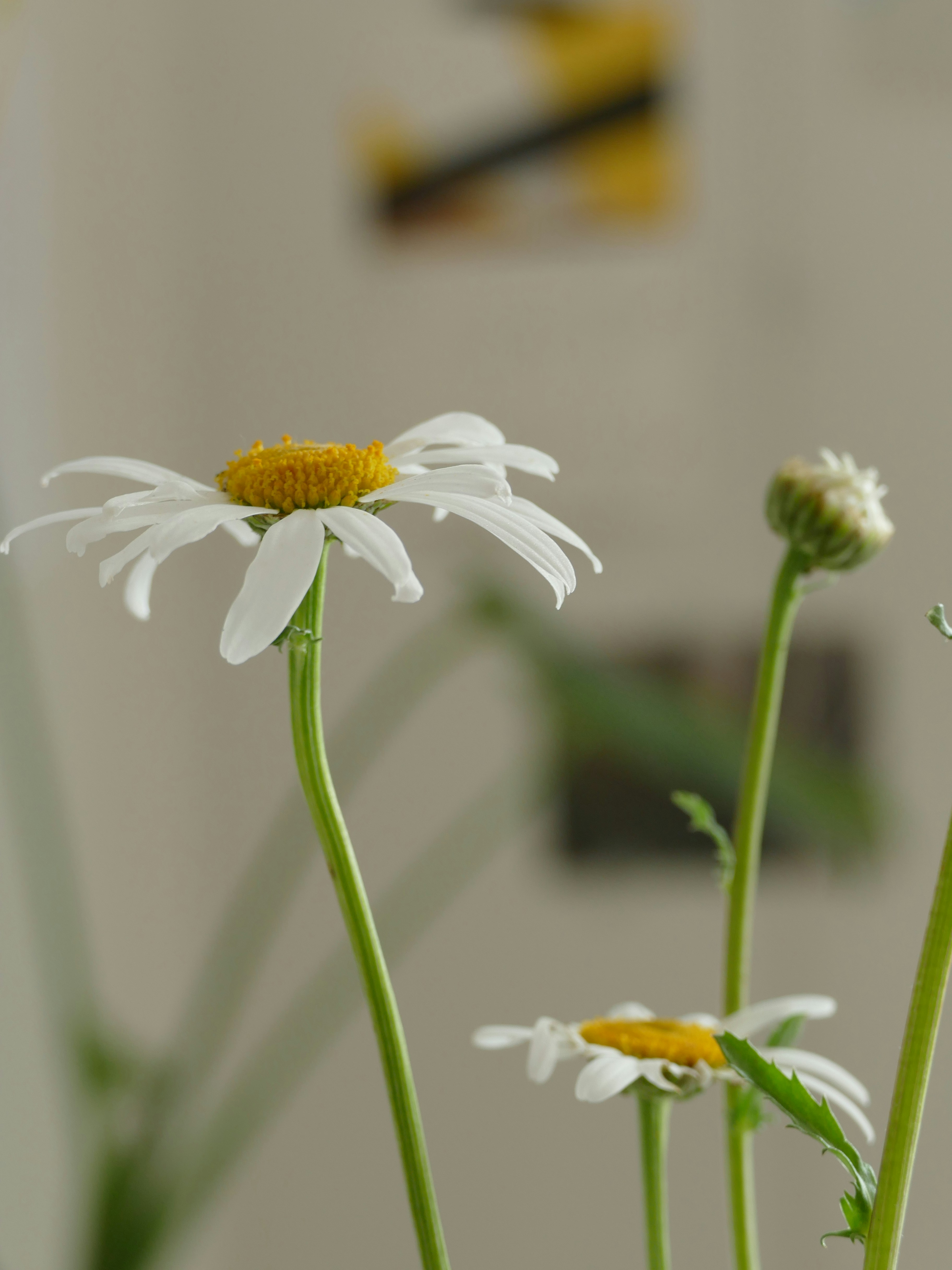 Three white daisies in a vase on a table