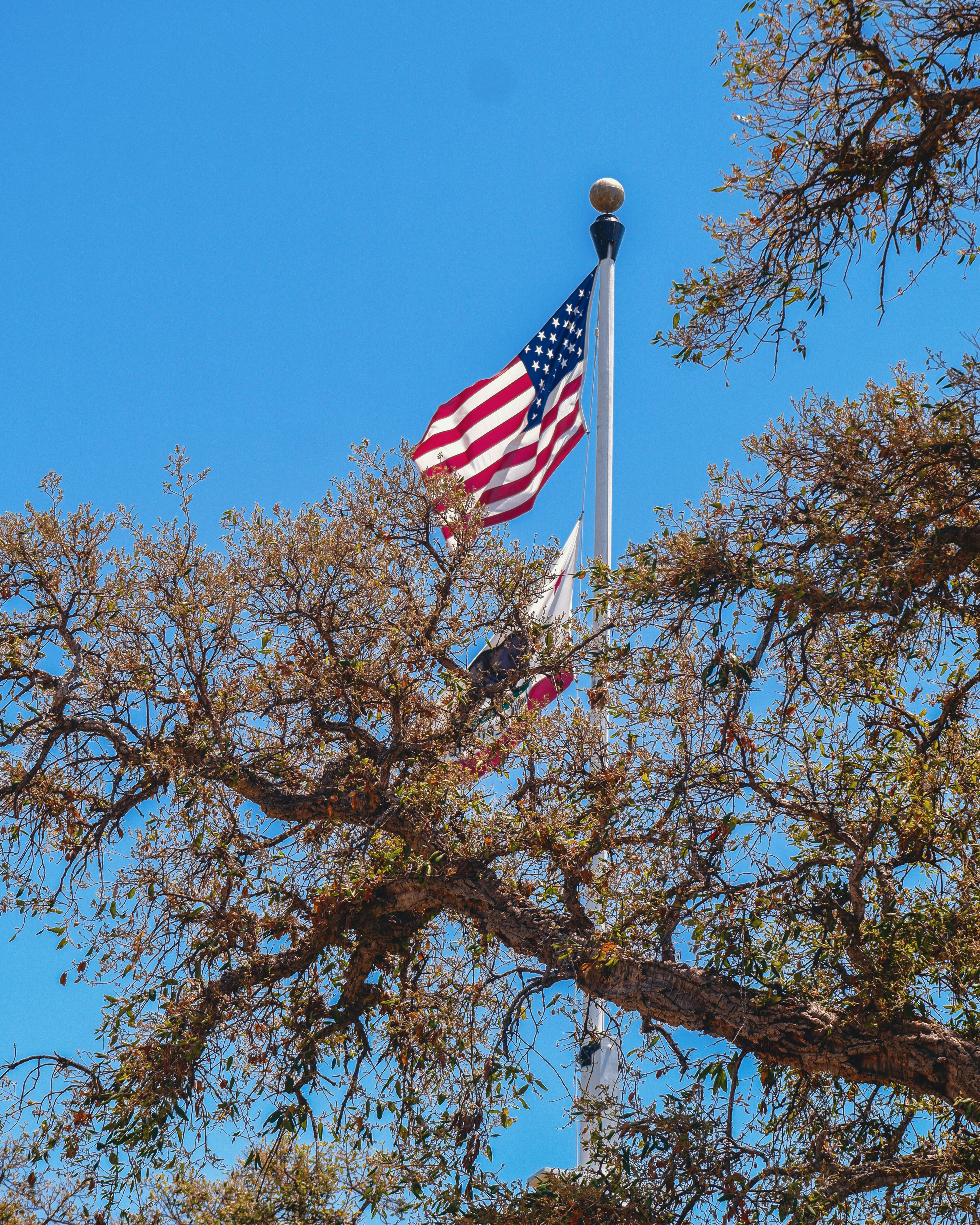 An american flag flies high in a tree