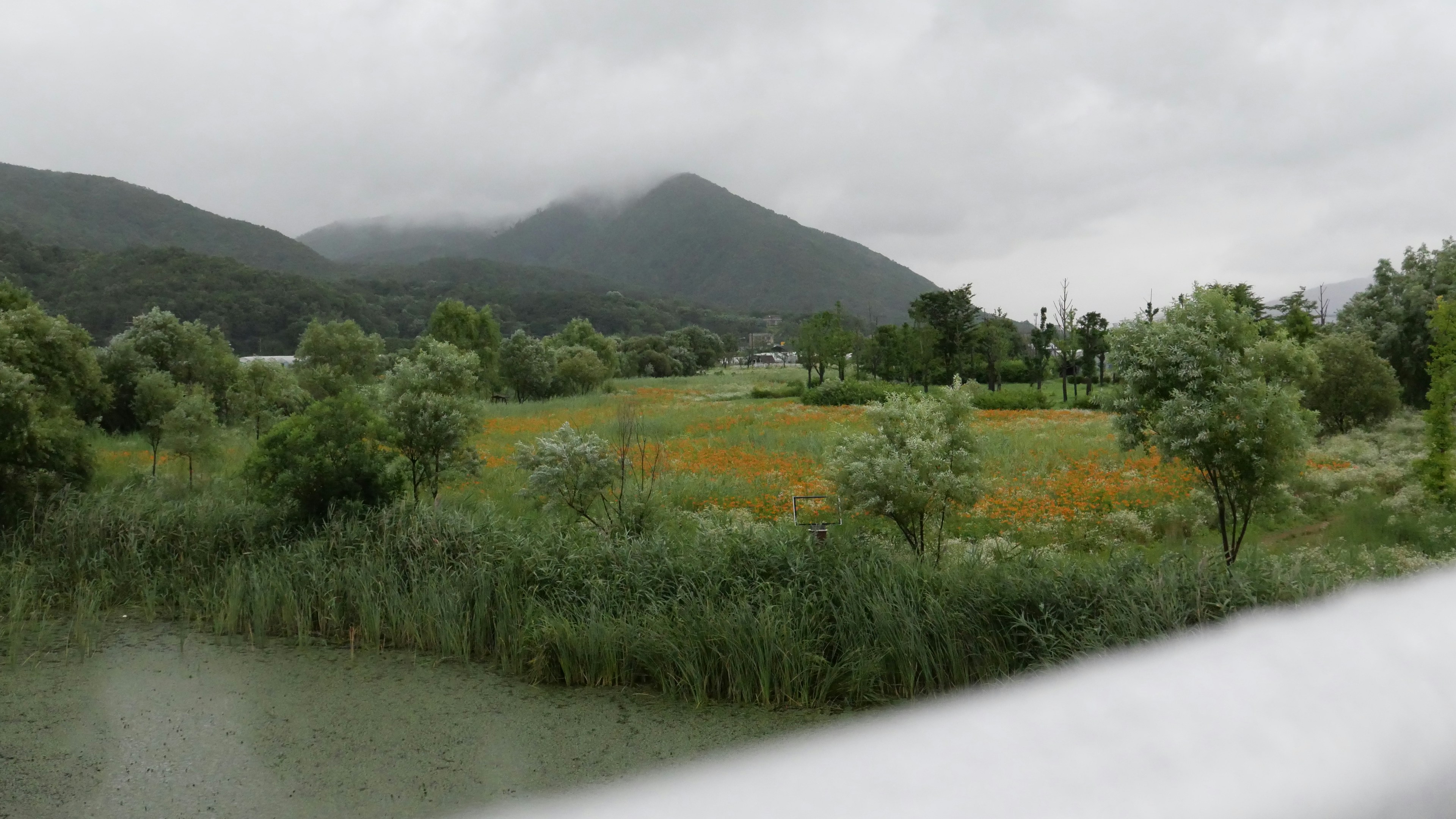 A river running through a lush green forest