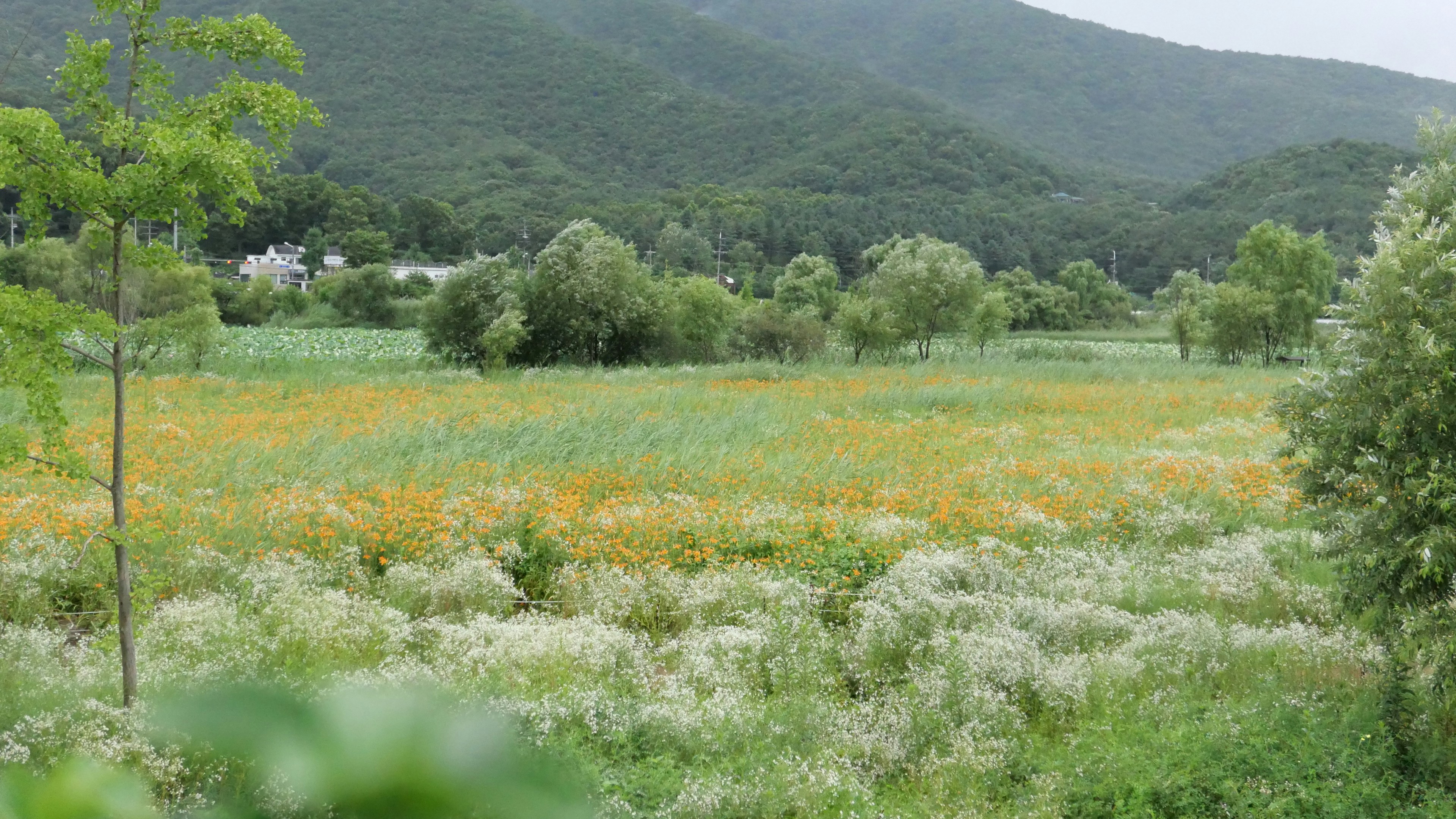 A field with a mountain in the background
