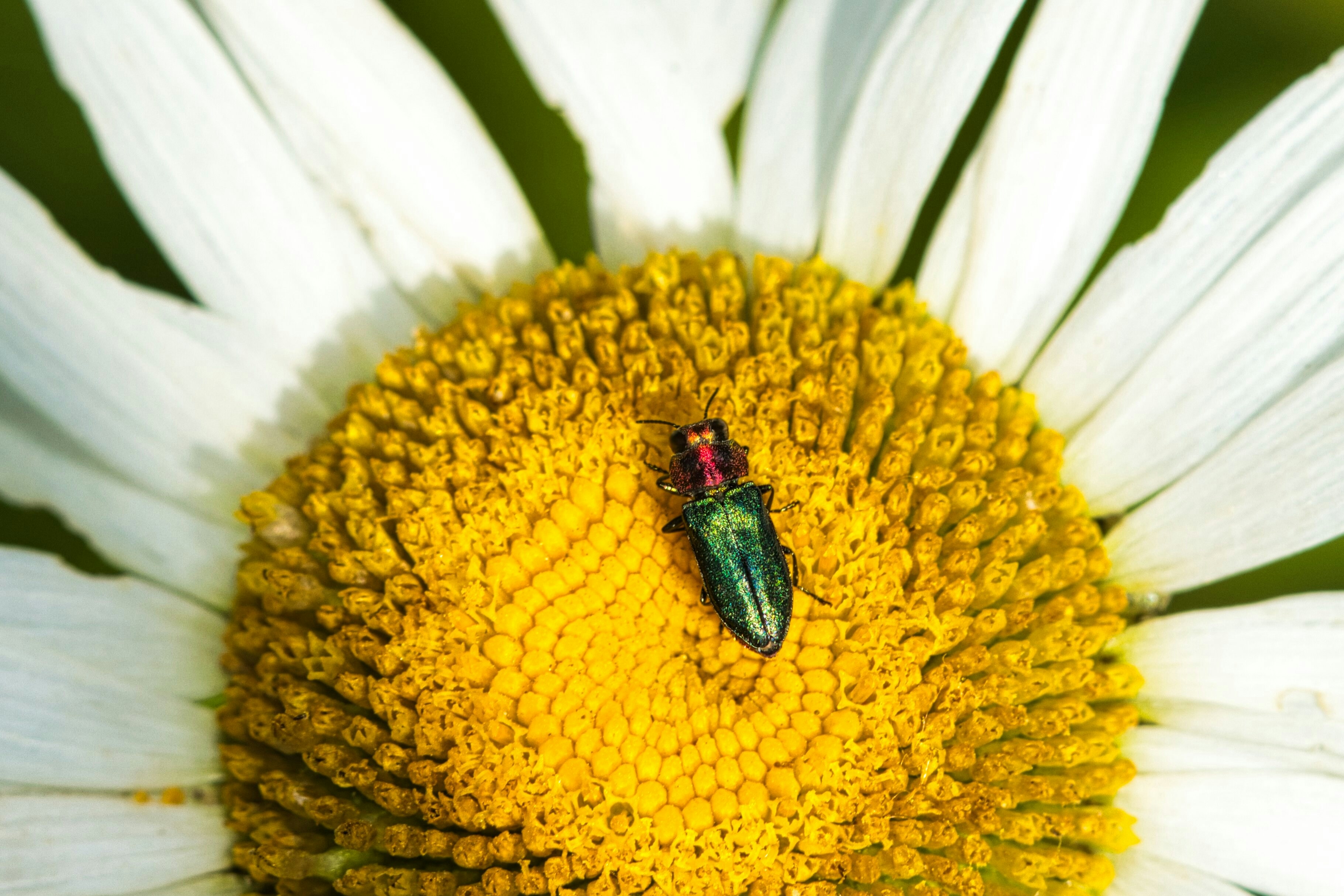 A green bug sitting on top of a white flower photo – Free Flower Image ...