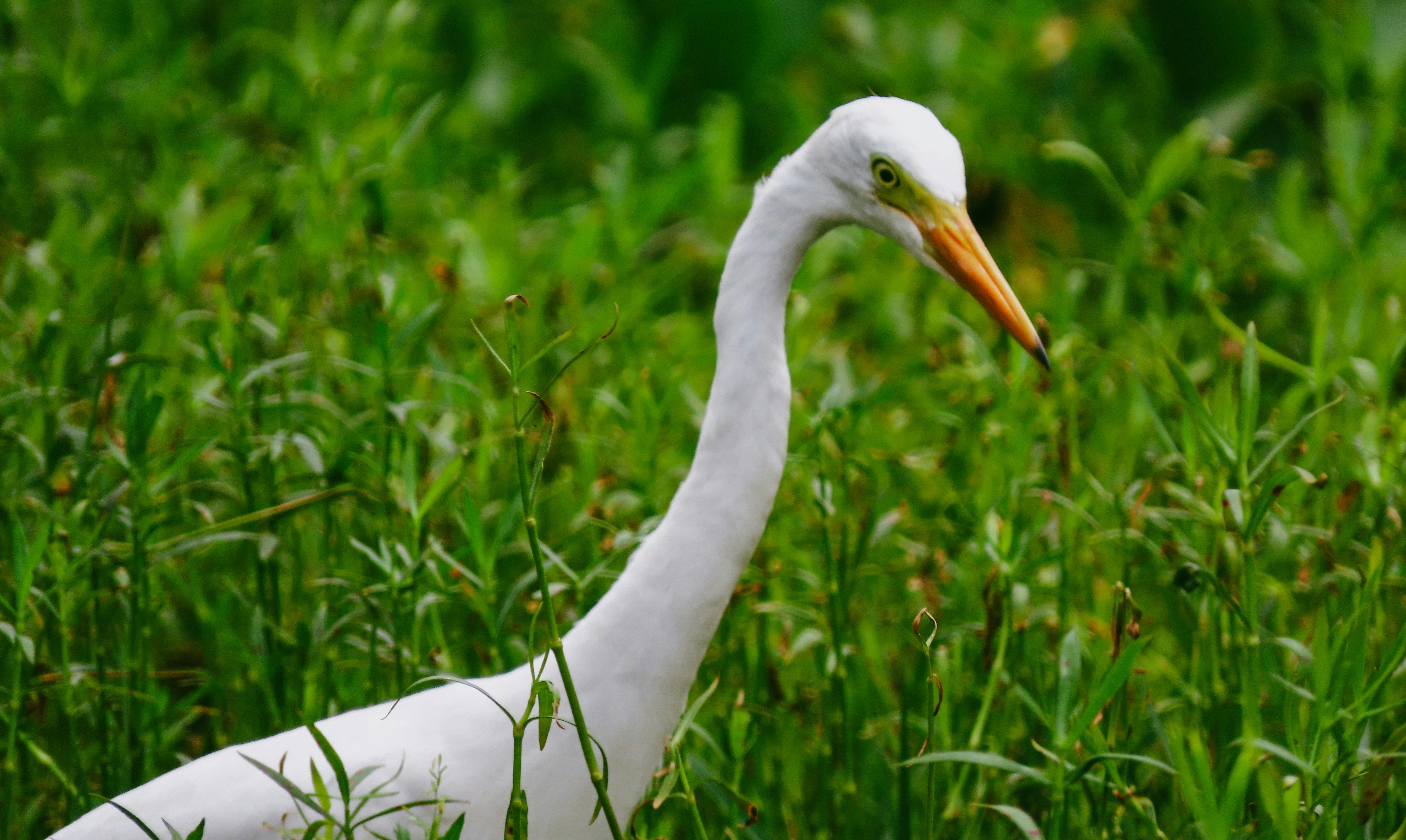 Les 7 meilleurs podcasts sur l'IA pour rester à la pointe de l'intelligence artificielle en 2025
