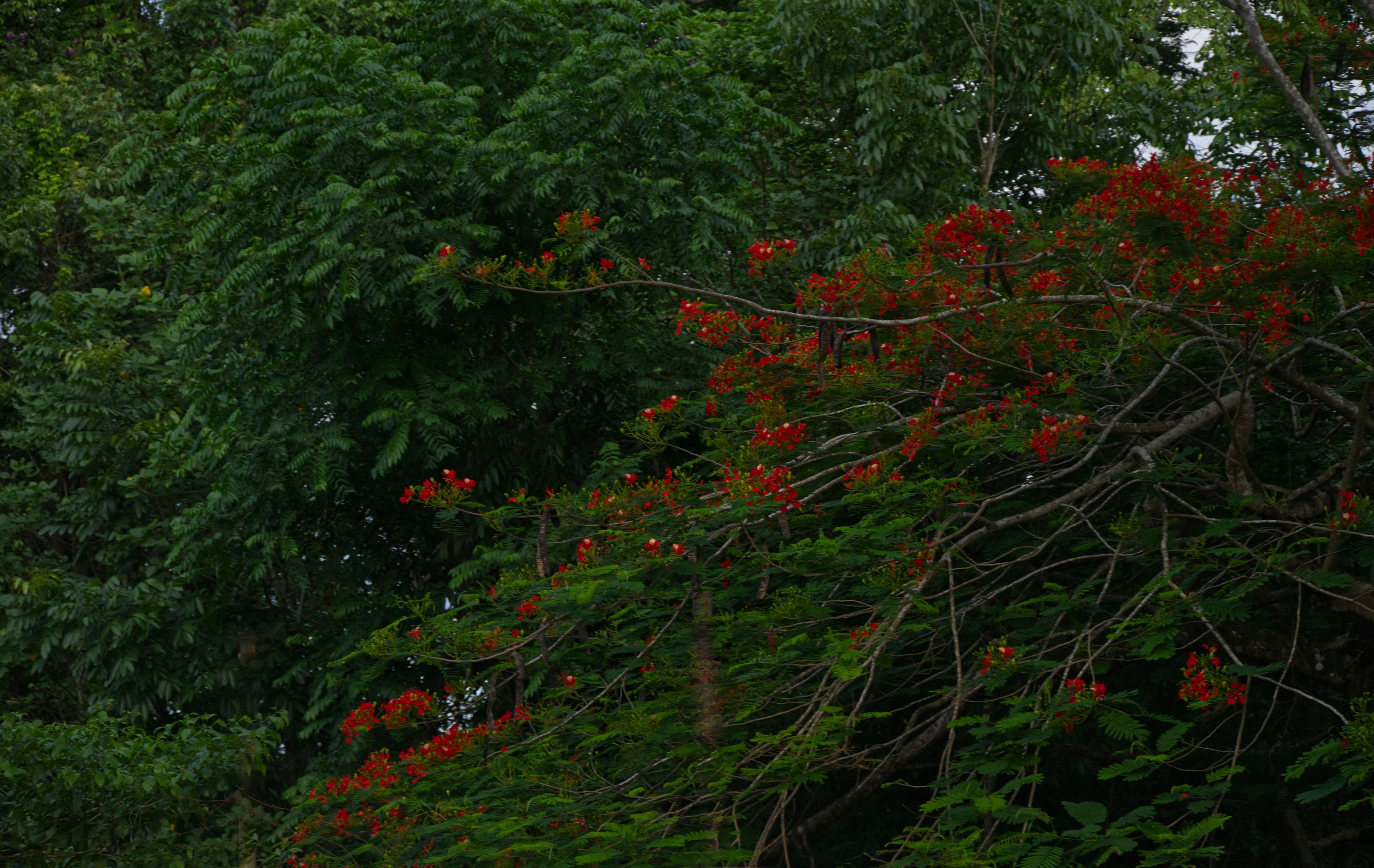 A stop sign in front of some trees