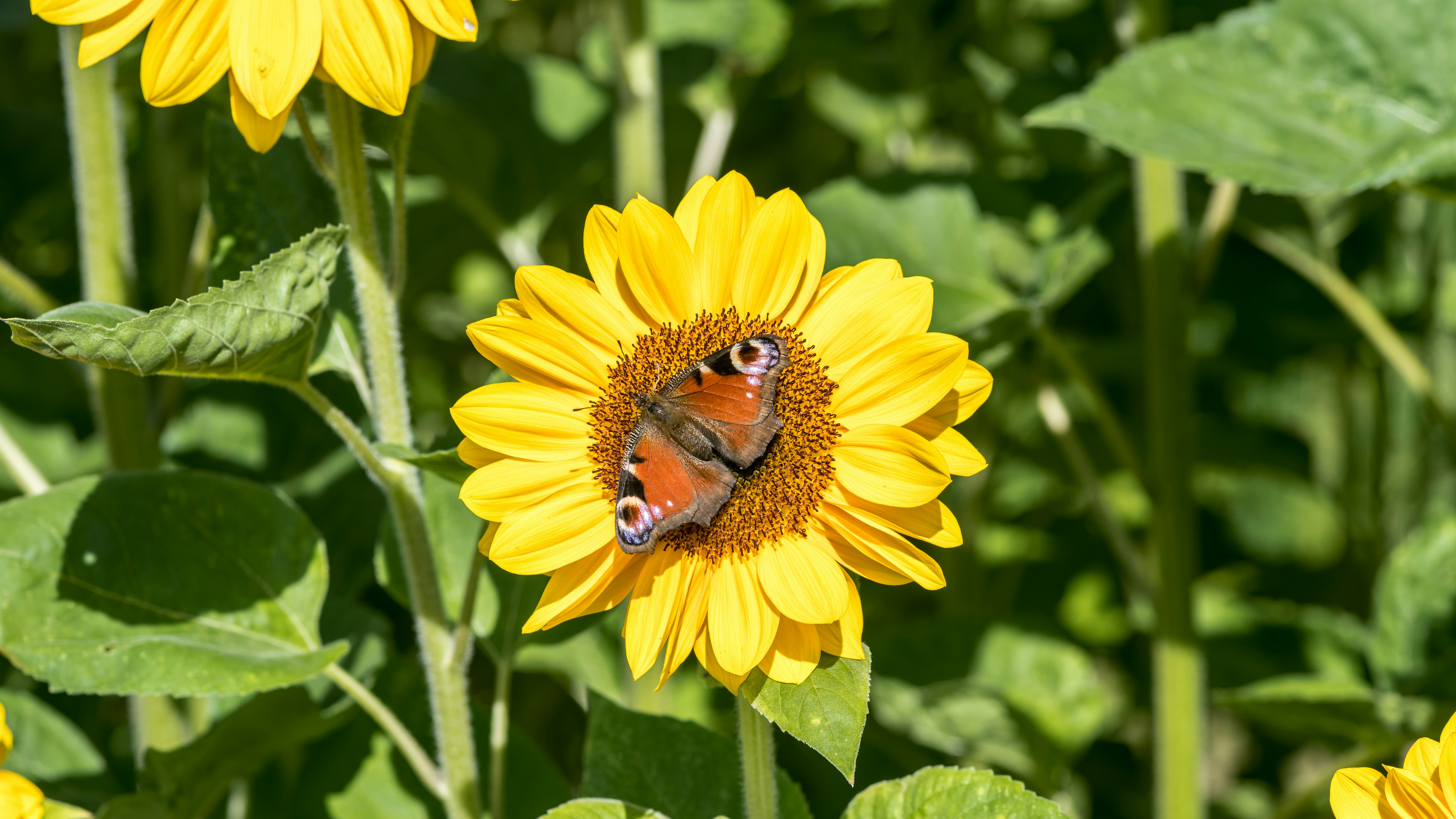 Photo by hamburgmeinefreundin