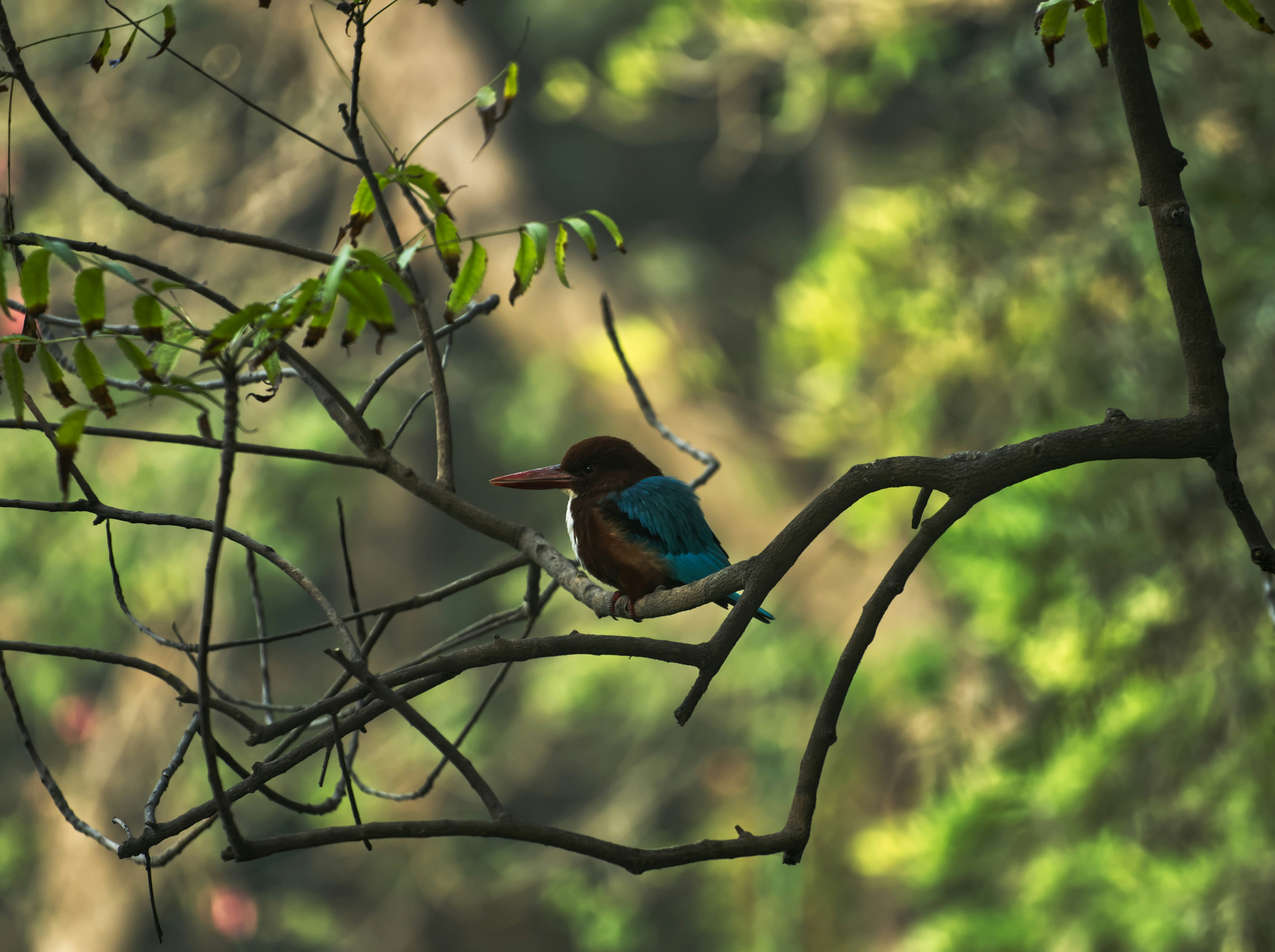 Photo by kiranbrahma