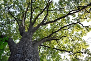 A large tree with lots of green leaves