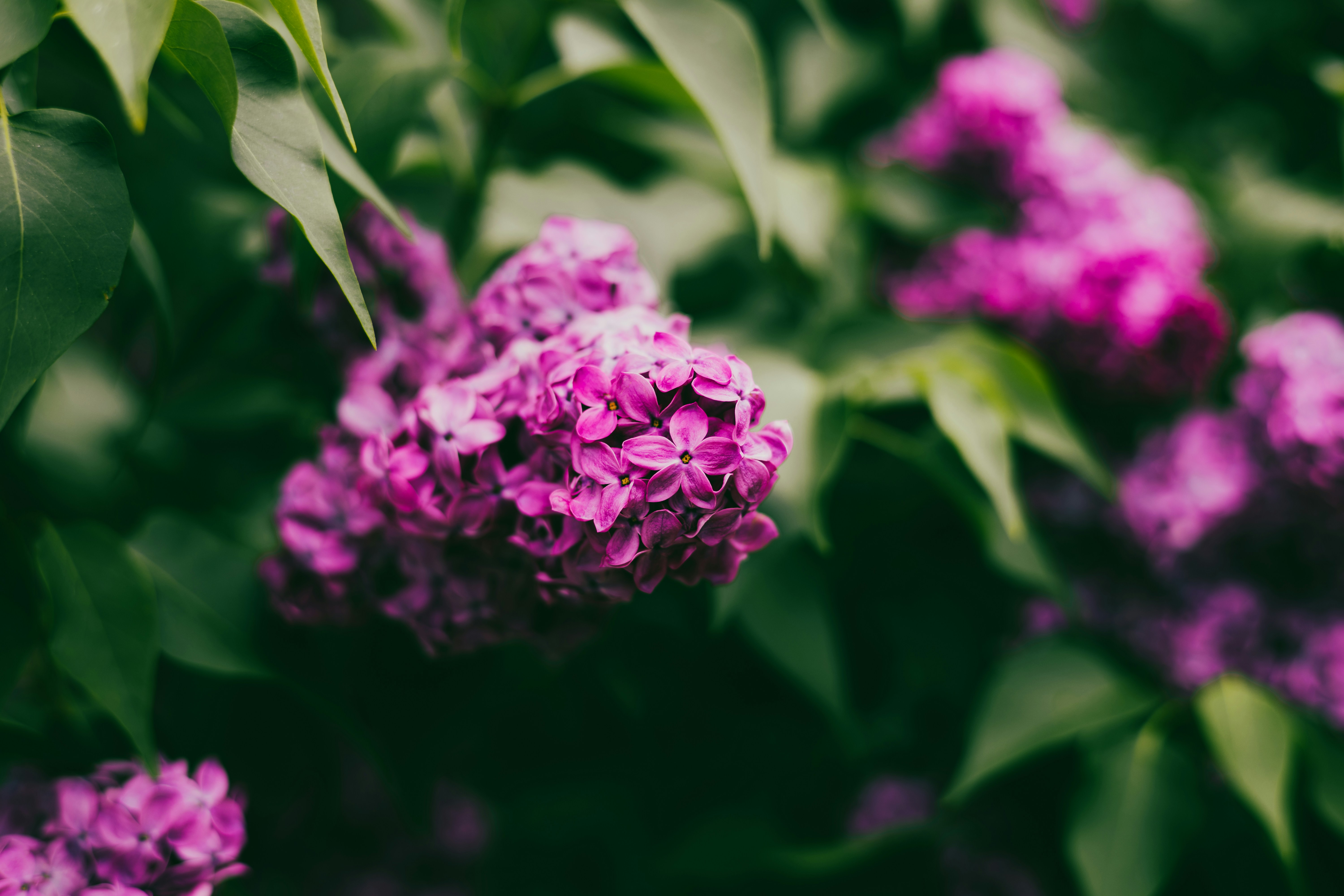 Photo by harrydhindsa