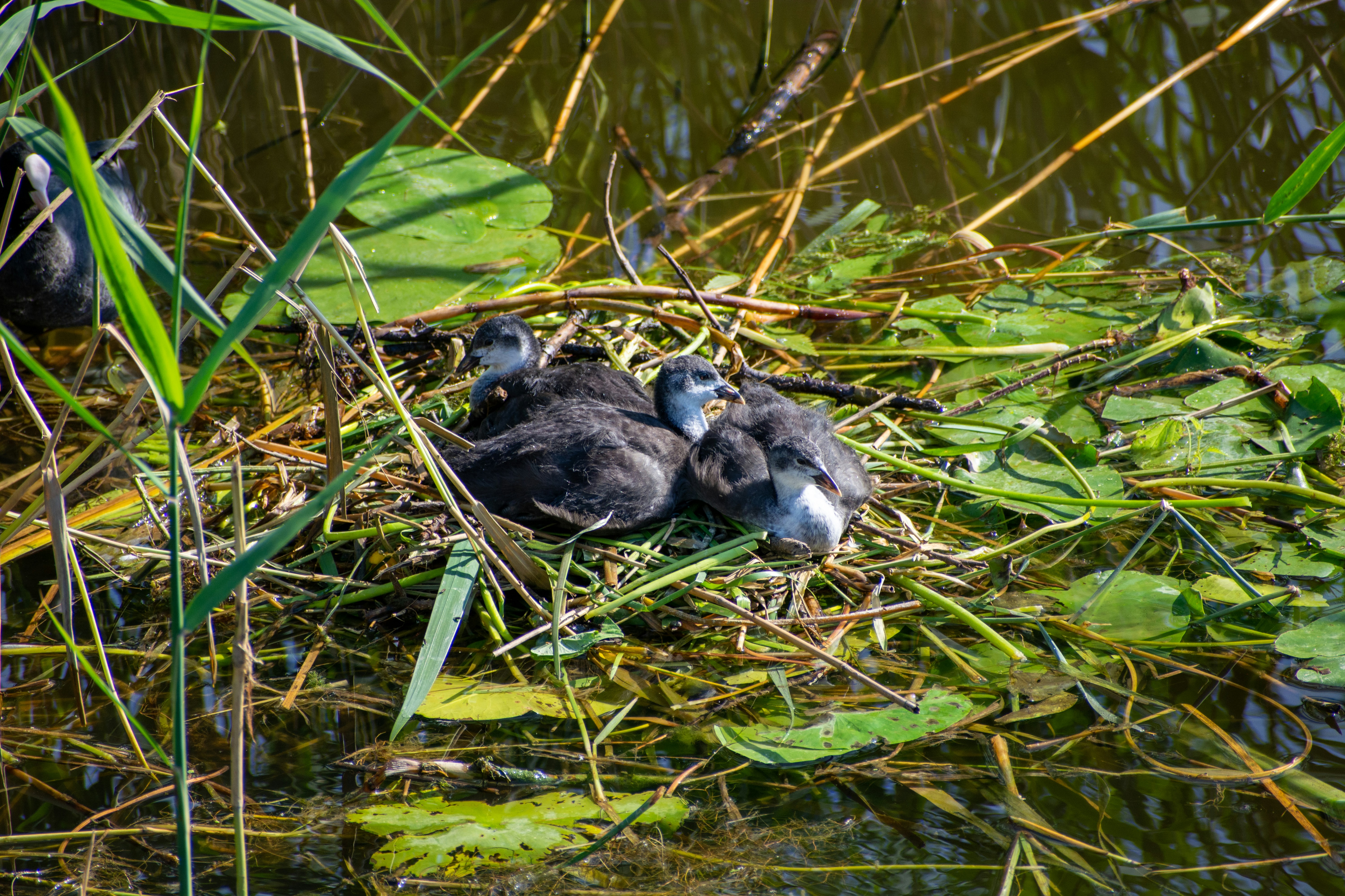 Un grupo de pájaros que están sentados en el agua