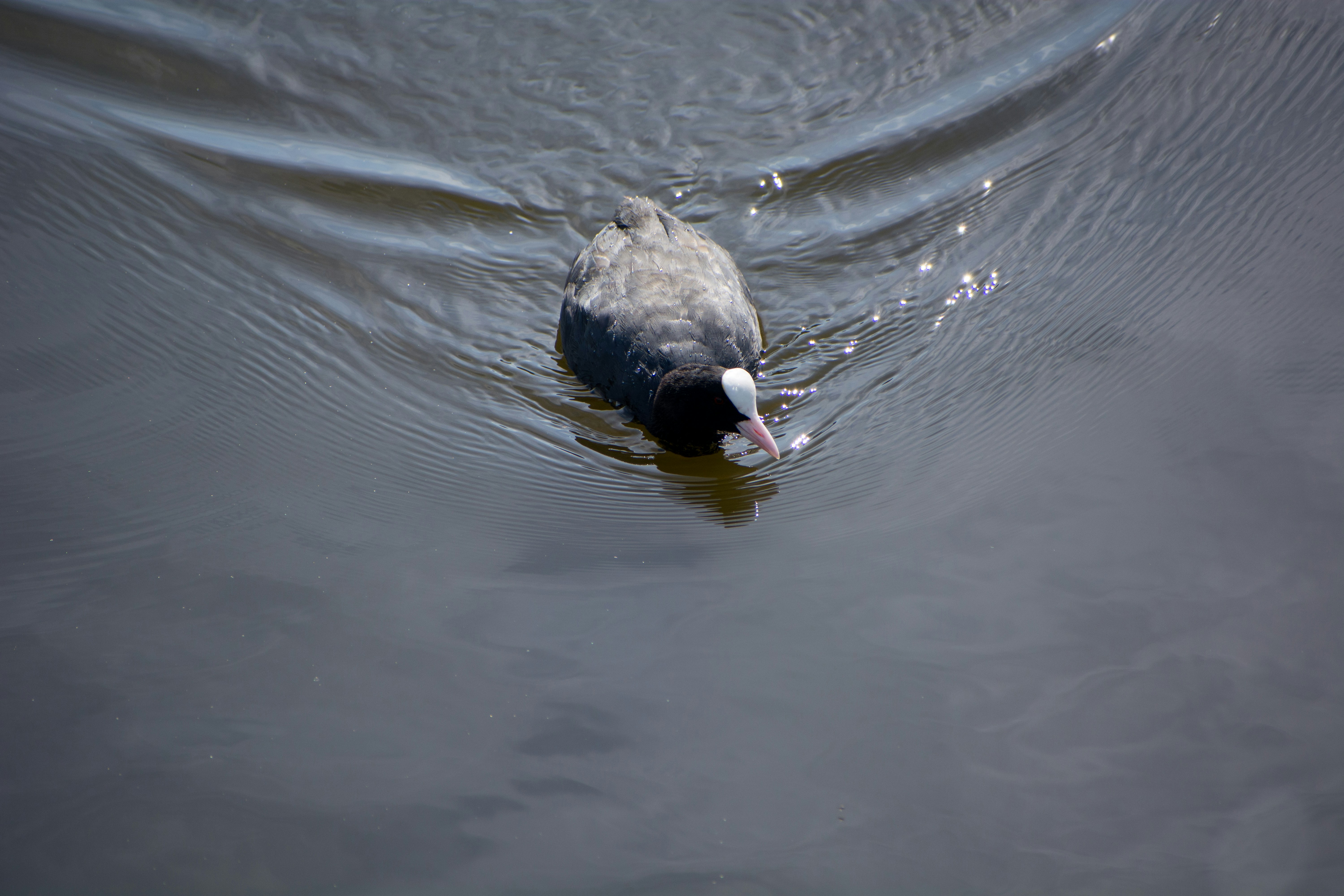 Un pájaro flotando sobre un cuerpo de agua