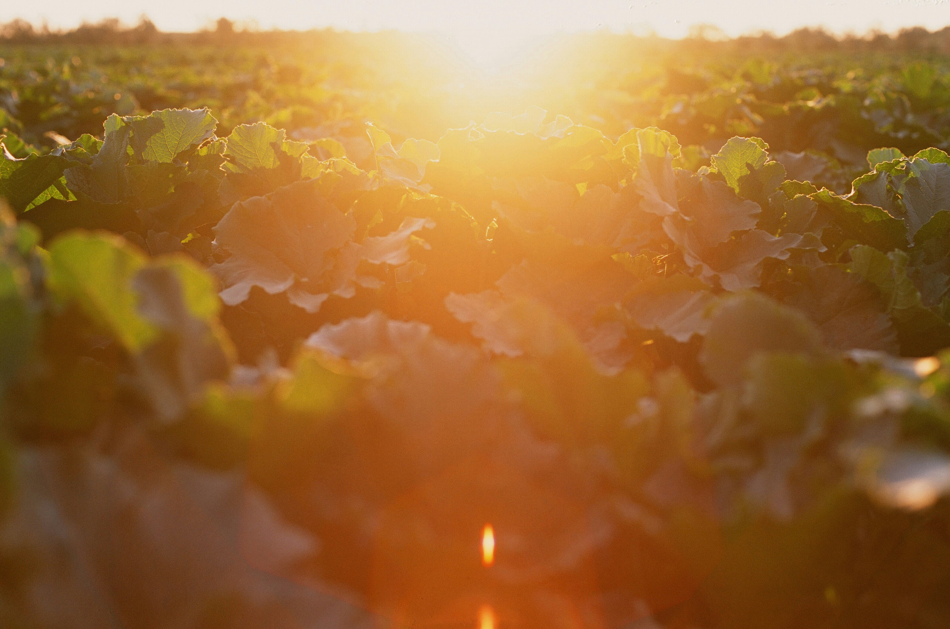 Sun setting over organic crop fields