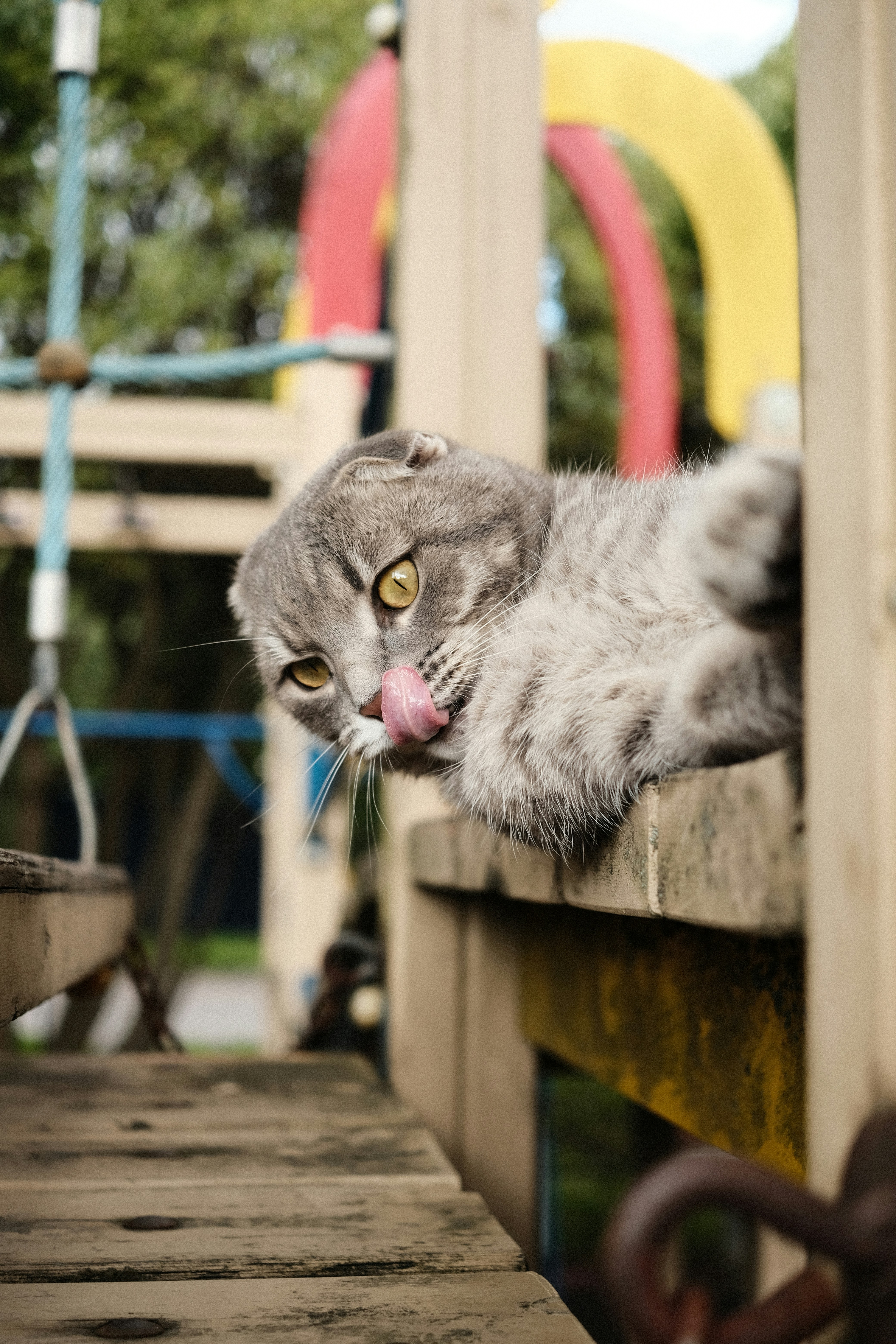 A gray cat laying on top of a wooden bench