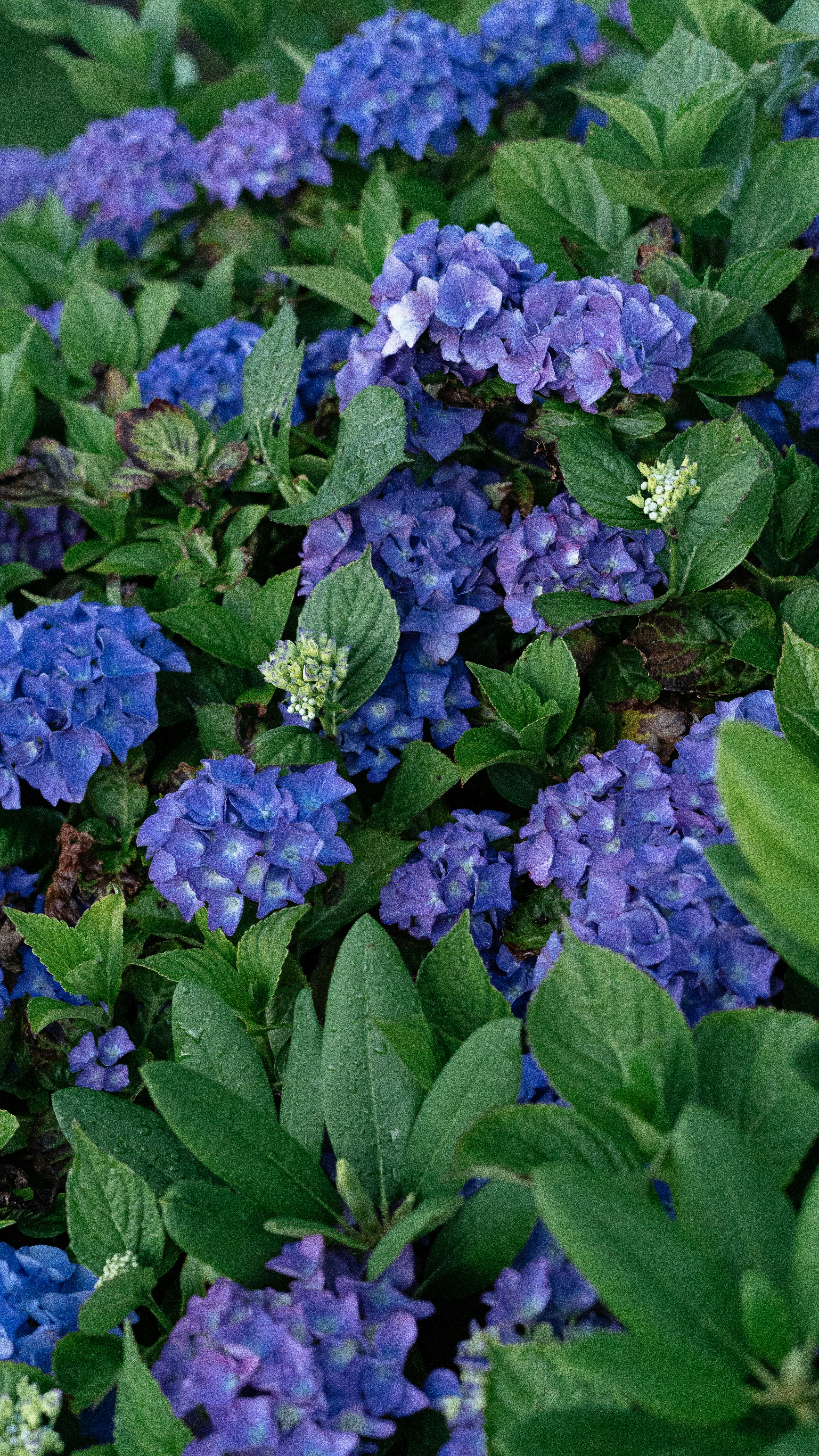 Photo by benjirokaneki