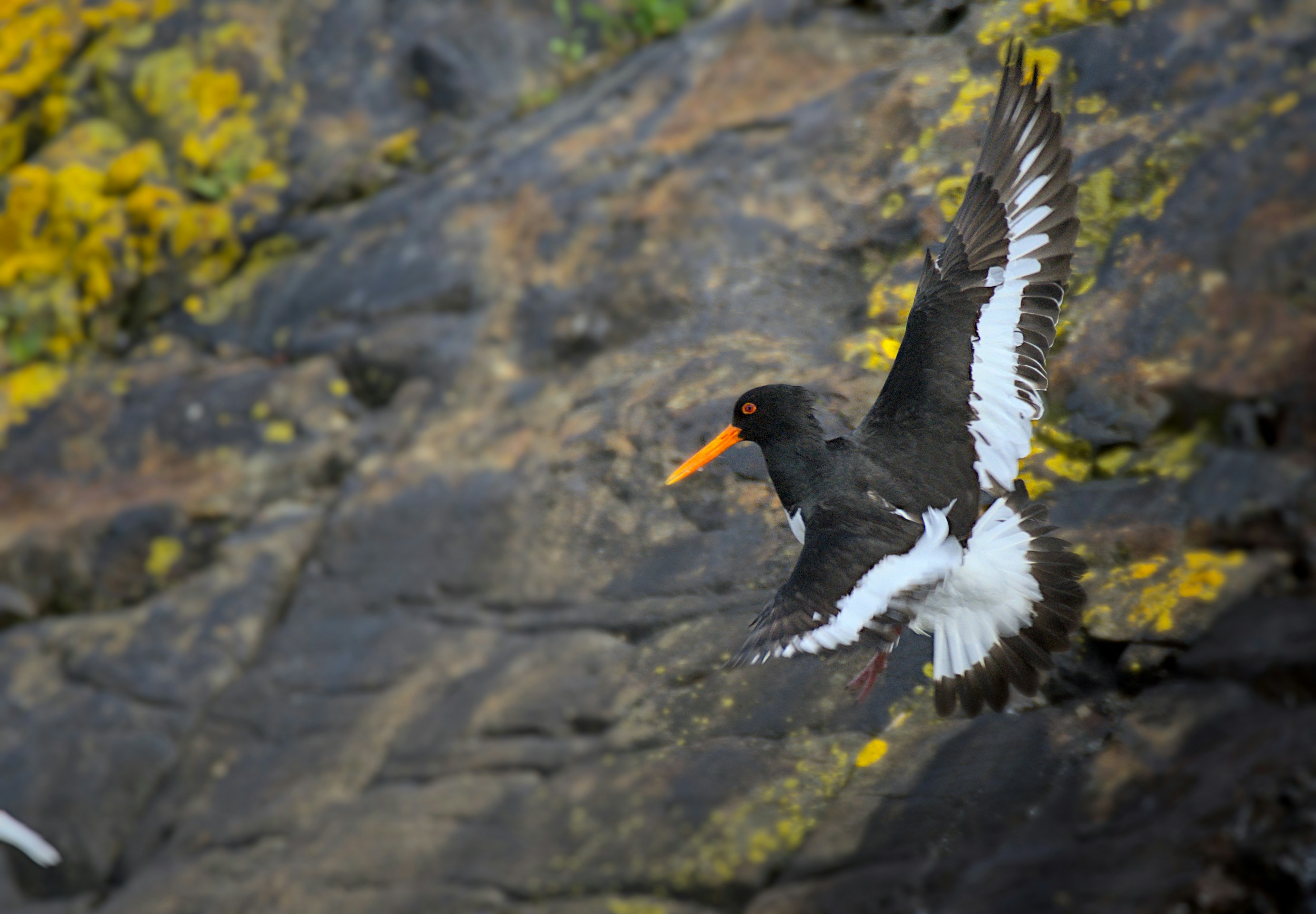 A black and white bird flying over a rocky cliff