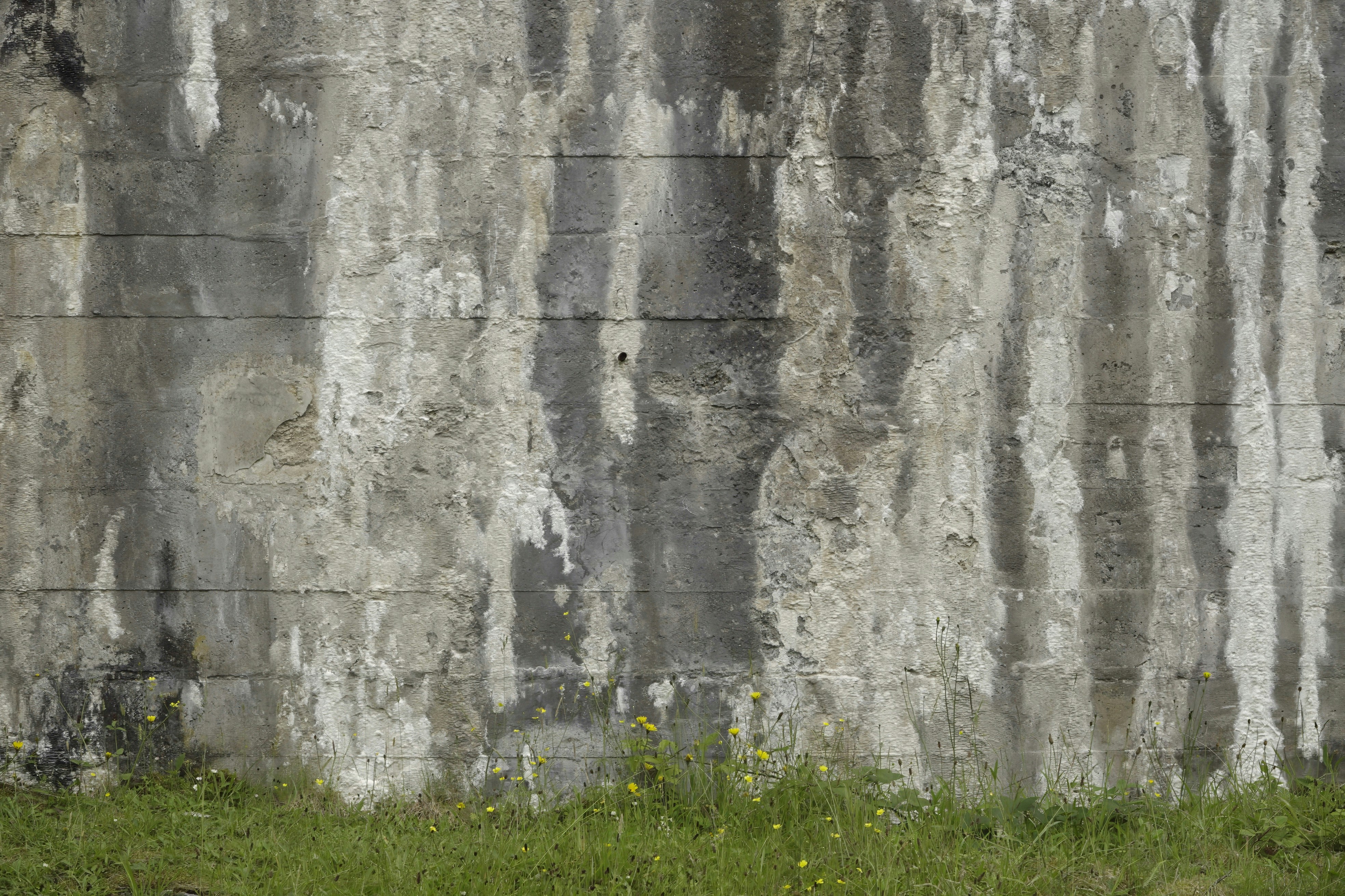 Una oveja parada frente a un muro de hormigón
