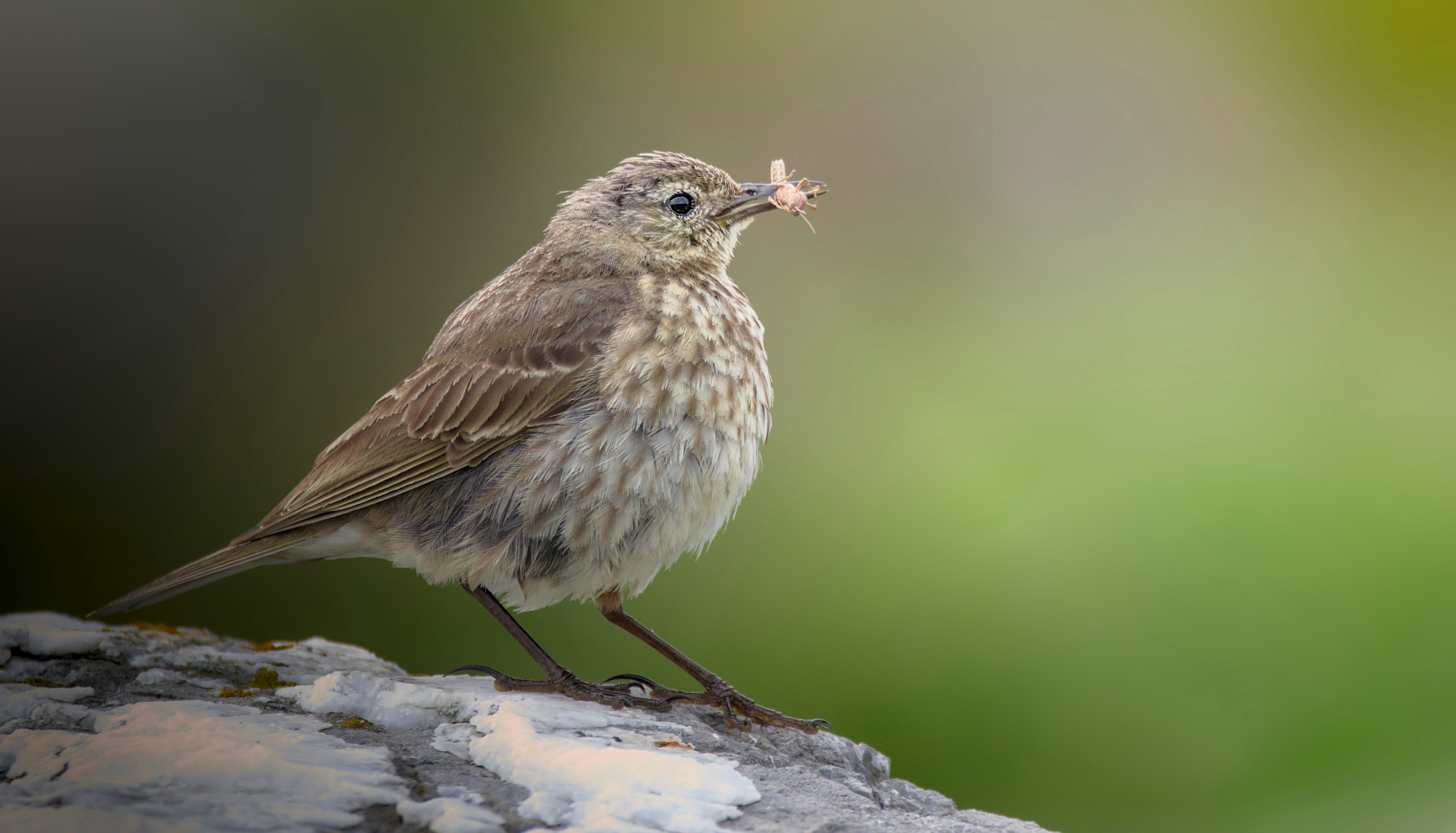 A small bird sitting on top of a rock