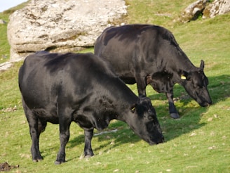 Two black cows grazing in a grassy field