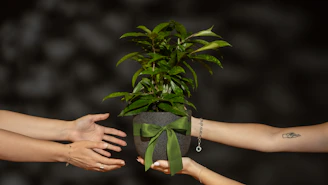 A group of people holding a plant in their hands
