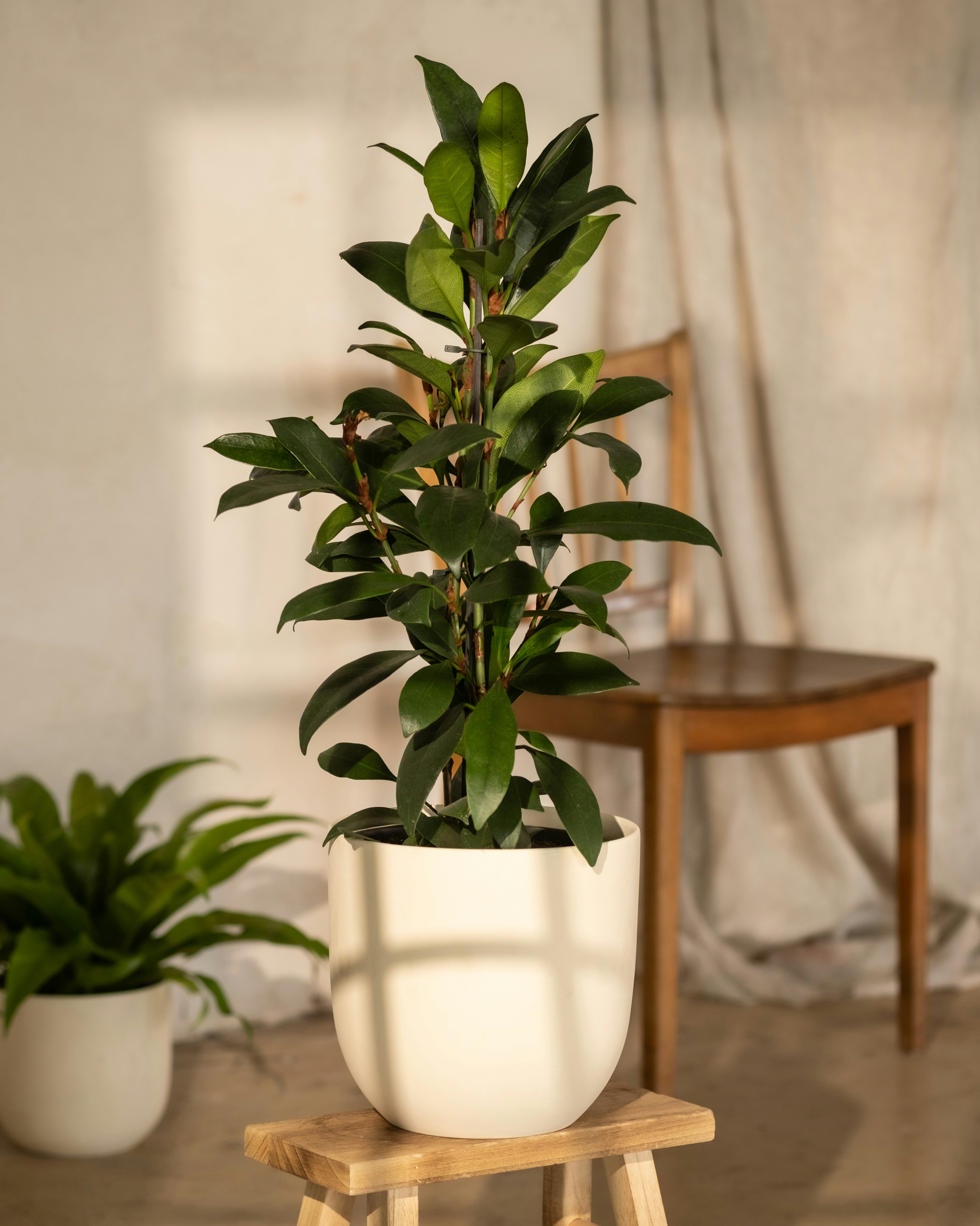 Photo by feeypflanzen