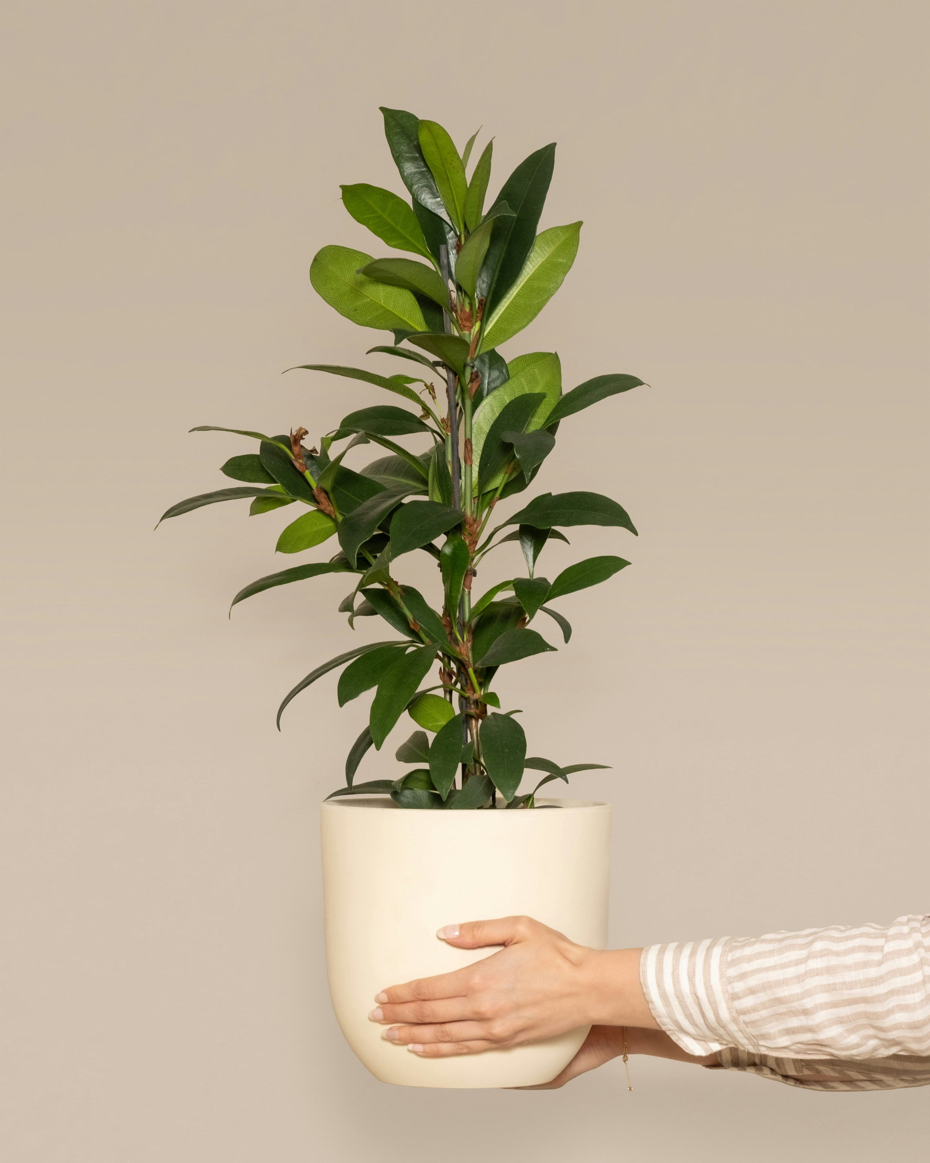 Photo by feeypflanzen