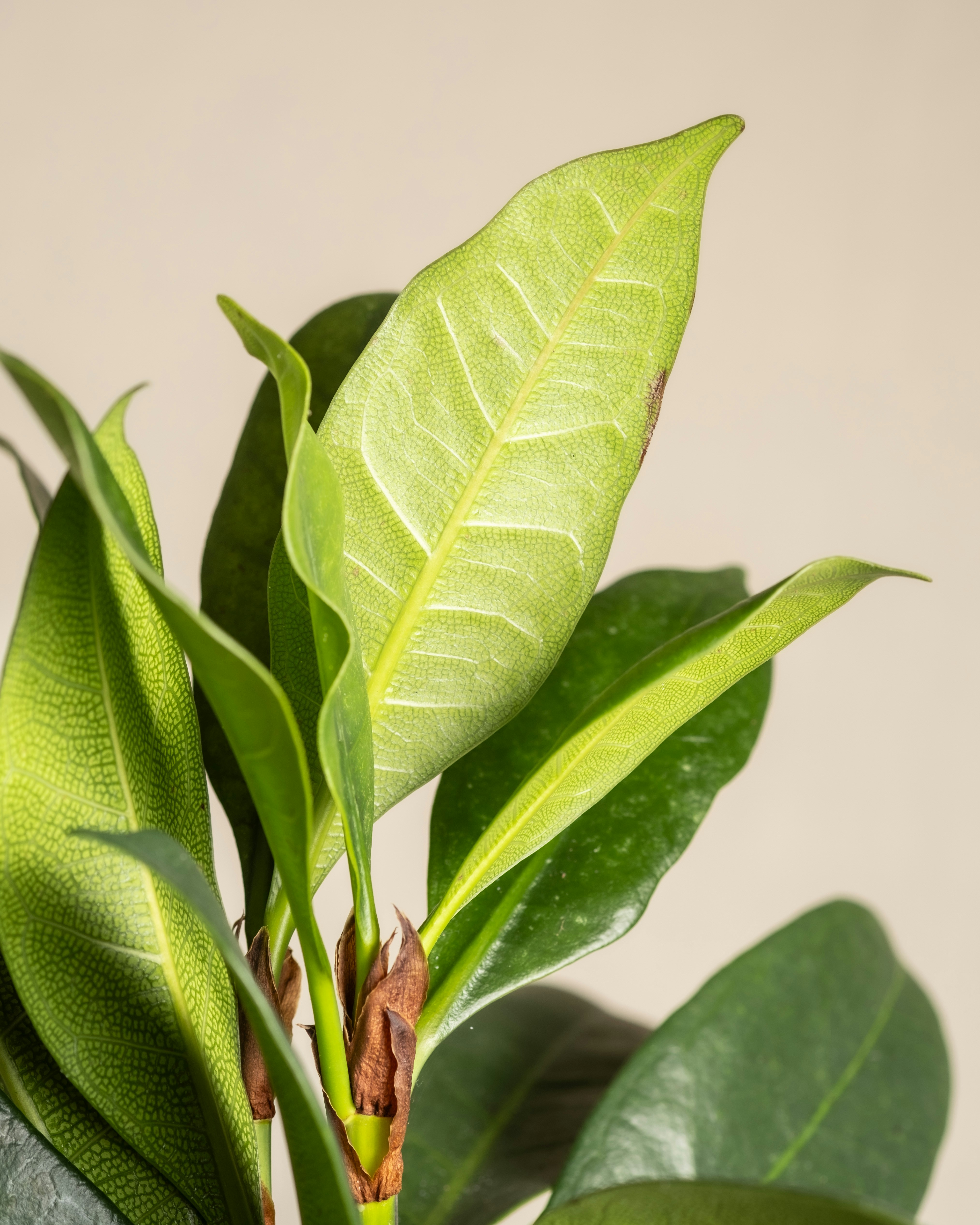 Photo by feeypflanzen