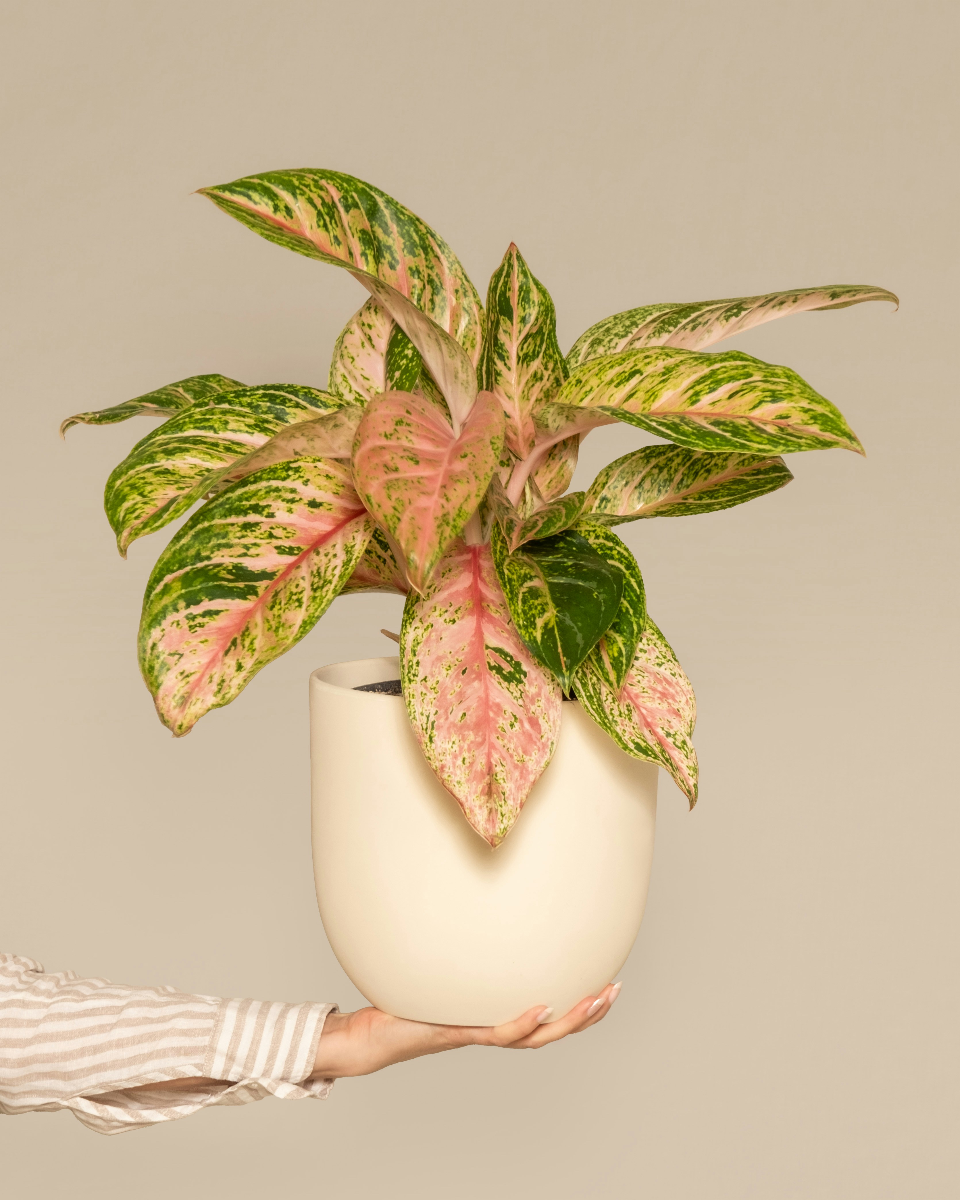 wooden plant stand indoor Corner Plant Stand Indoor, 6 Tiered Plant Shelf Flower Stand