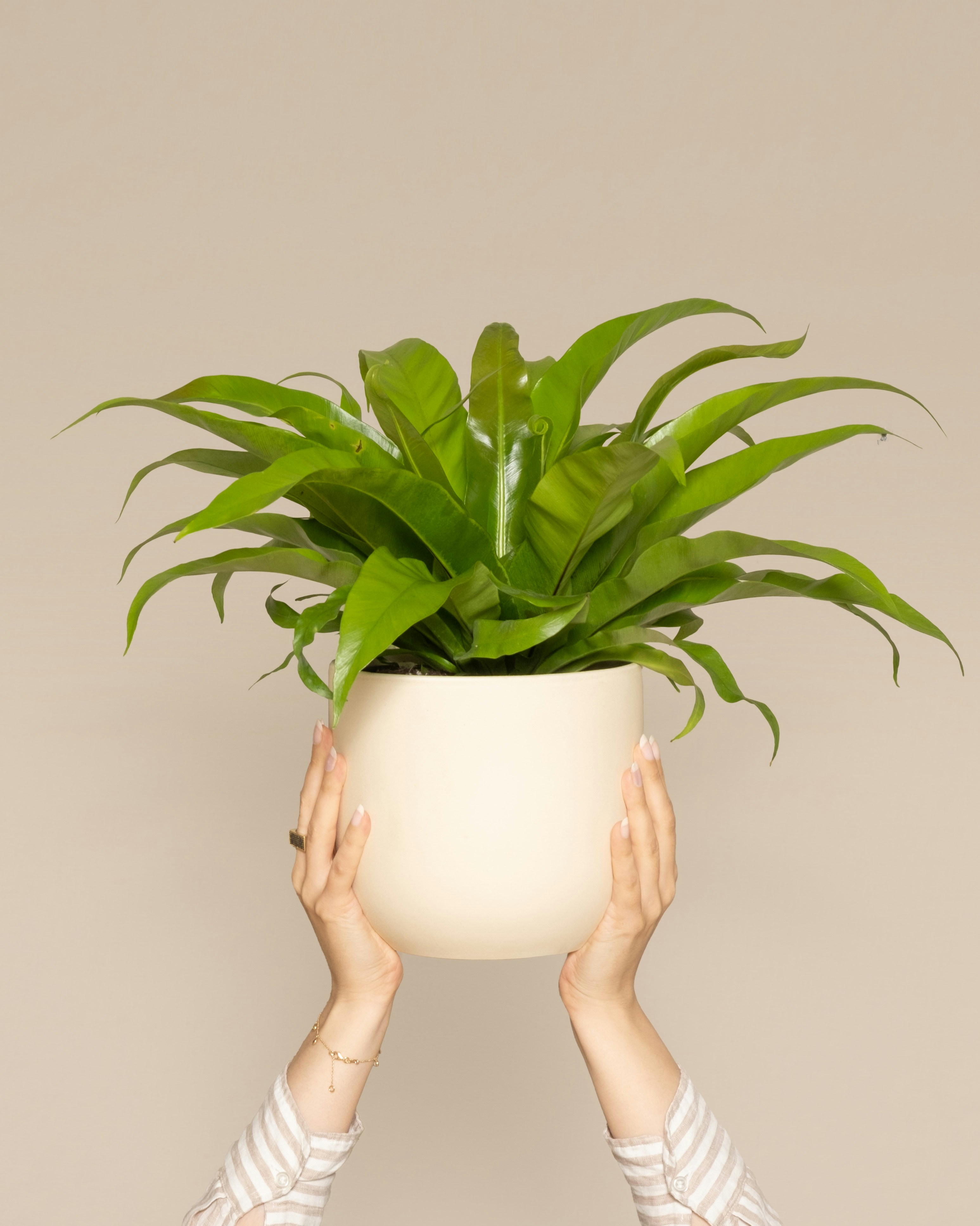 Photo by feeypflanzen