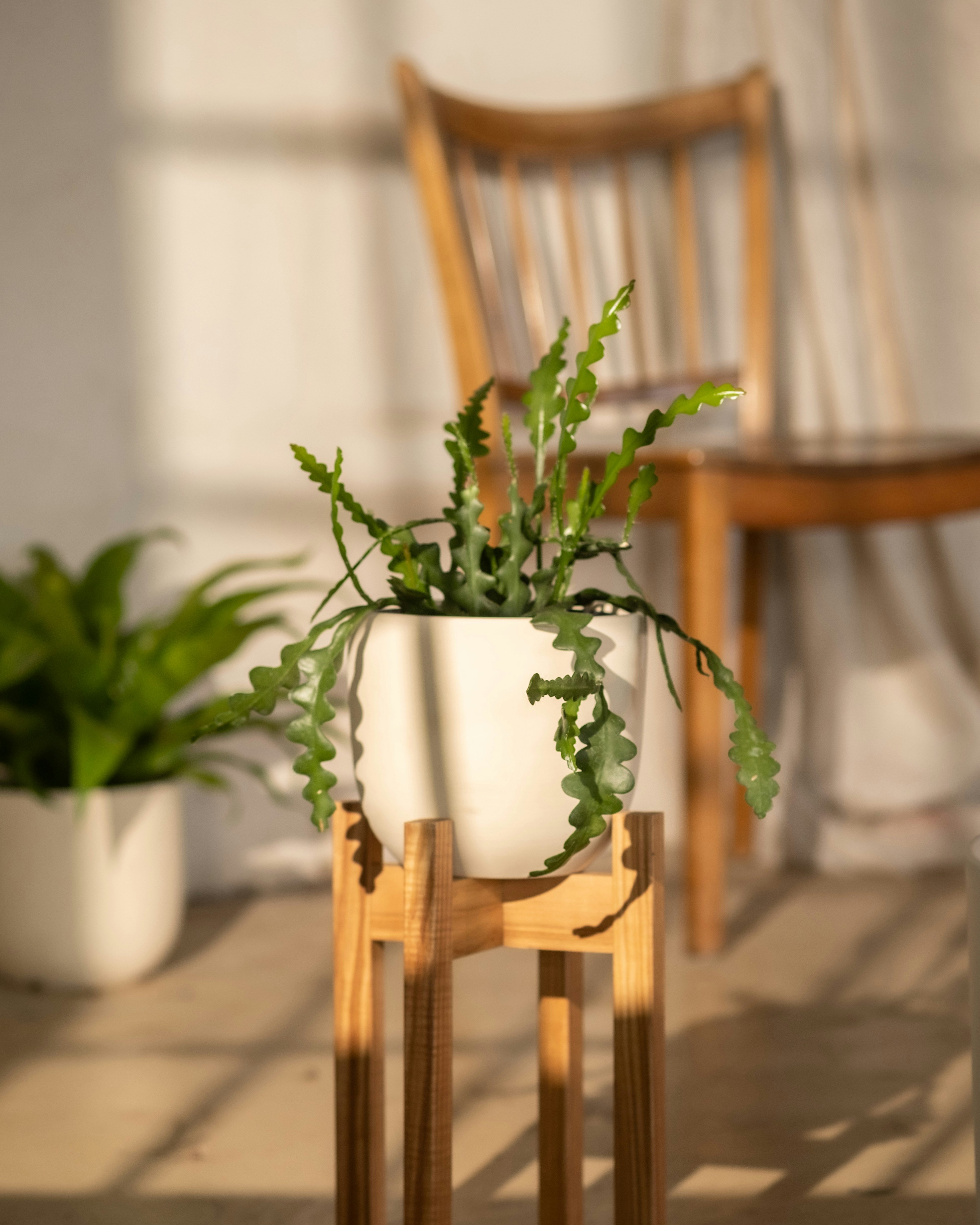 Photo by feeypflanzen