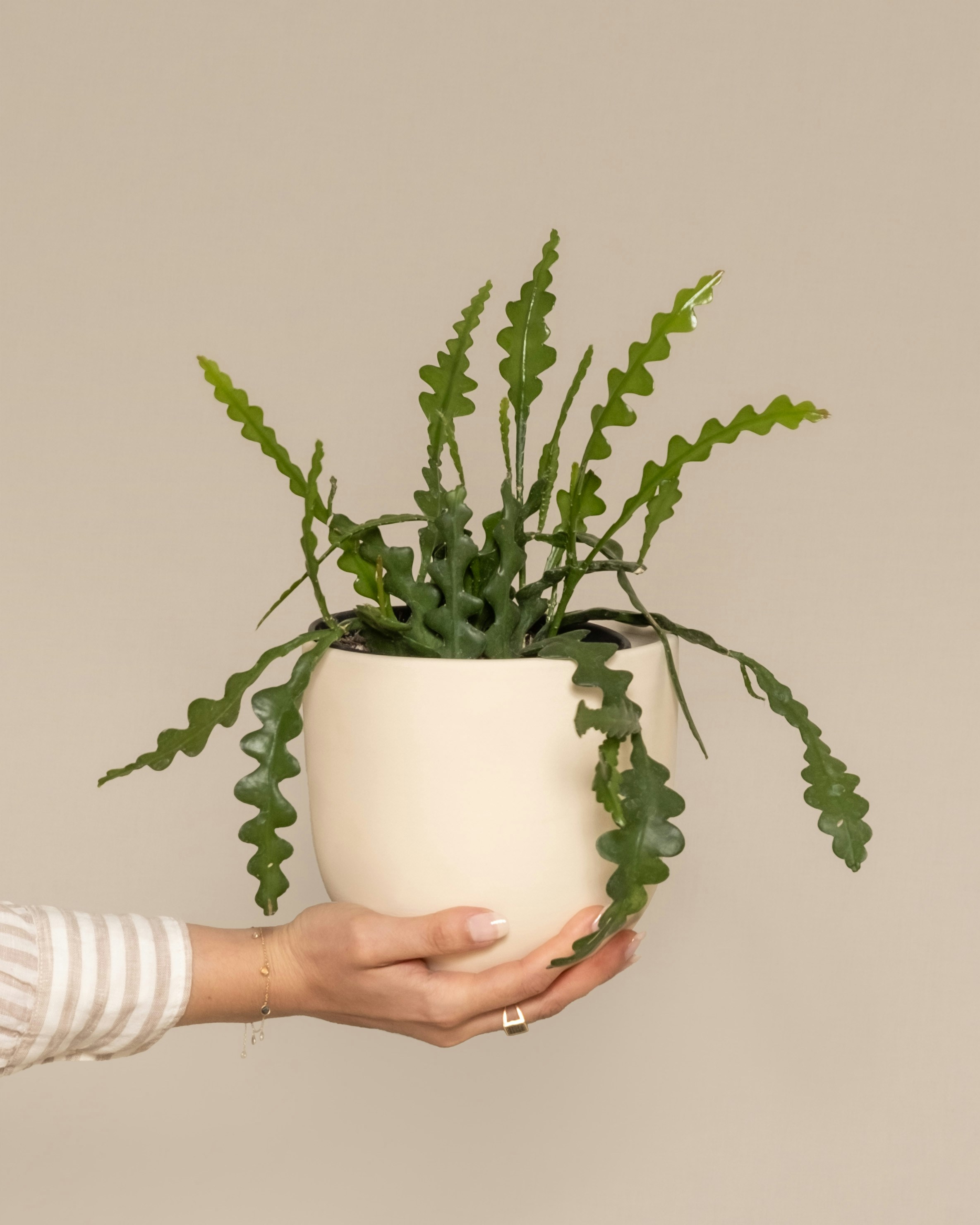 Photo by feeypflanzen