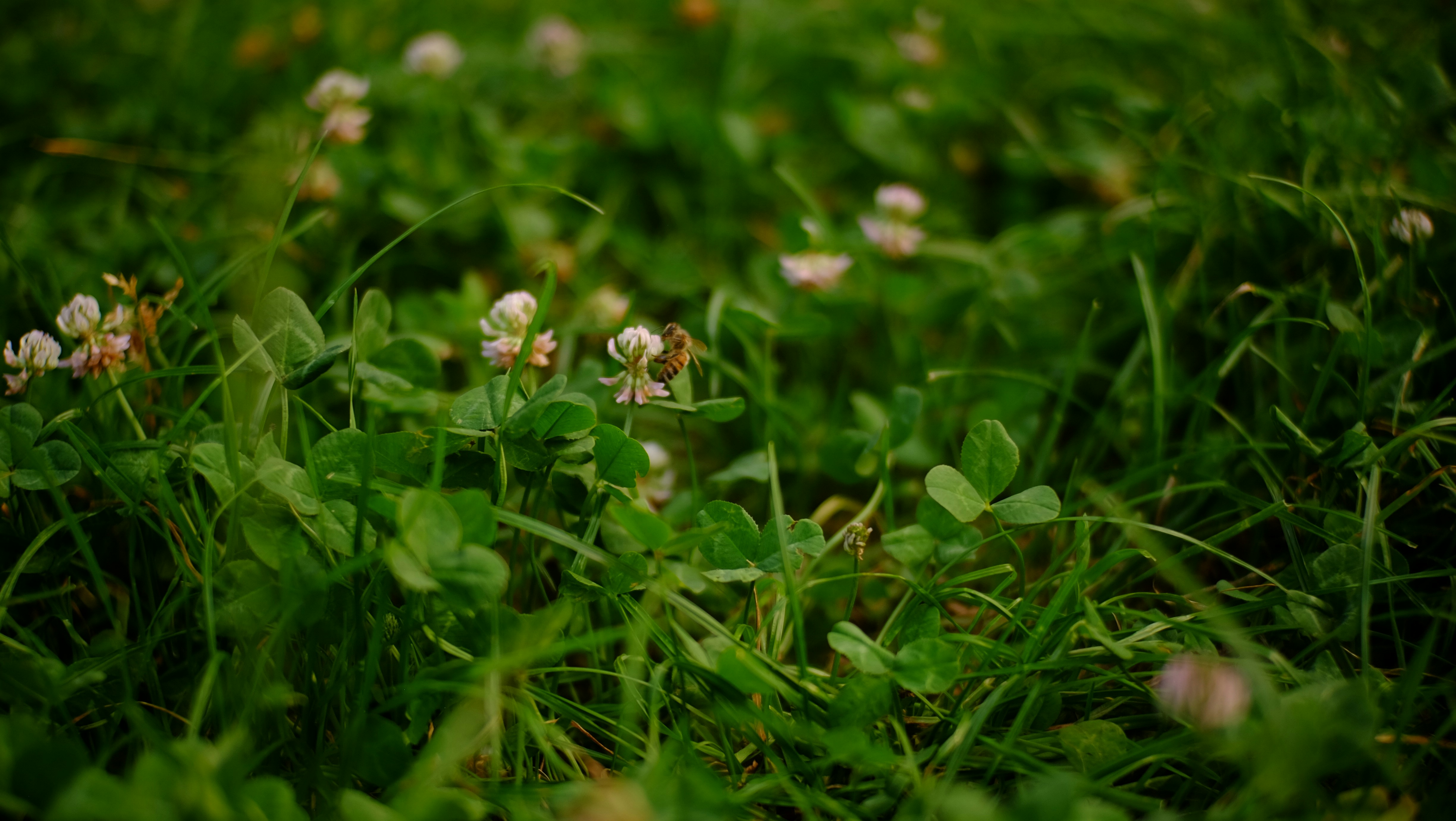 Des étudiants dénoncent l’utilisation de l’IA par les universités pour détecter à tort la triche académique