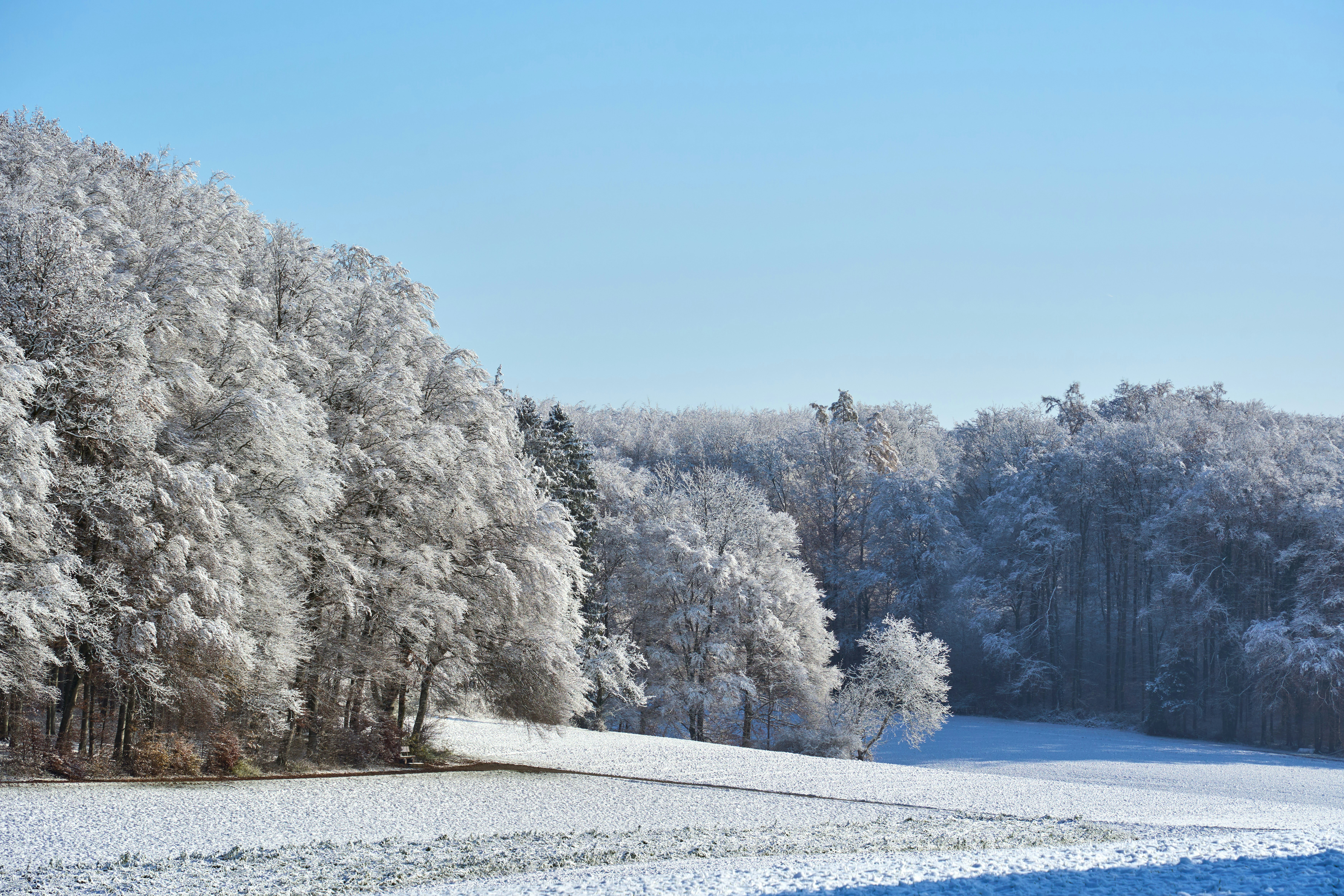 Image by Wolfgang Hasselmann via Unsplash