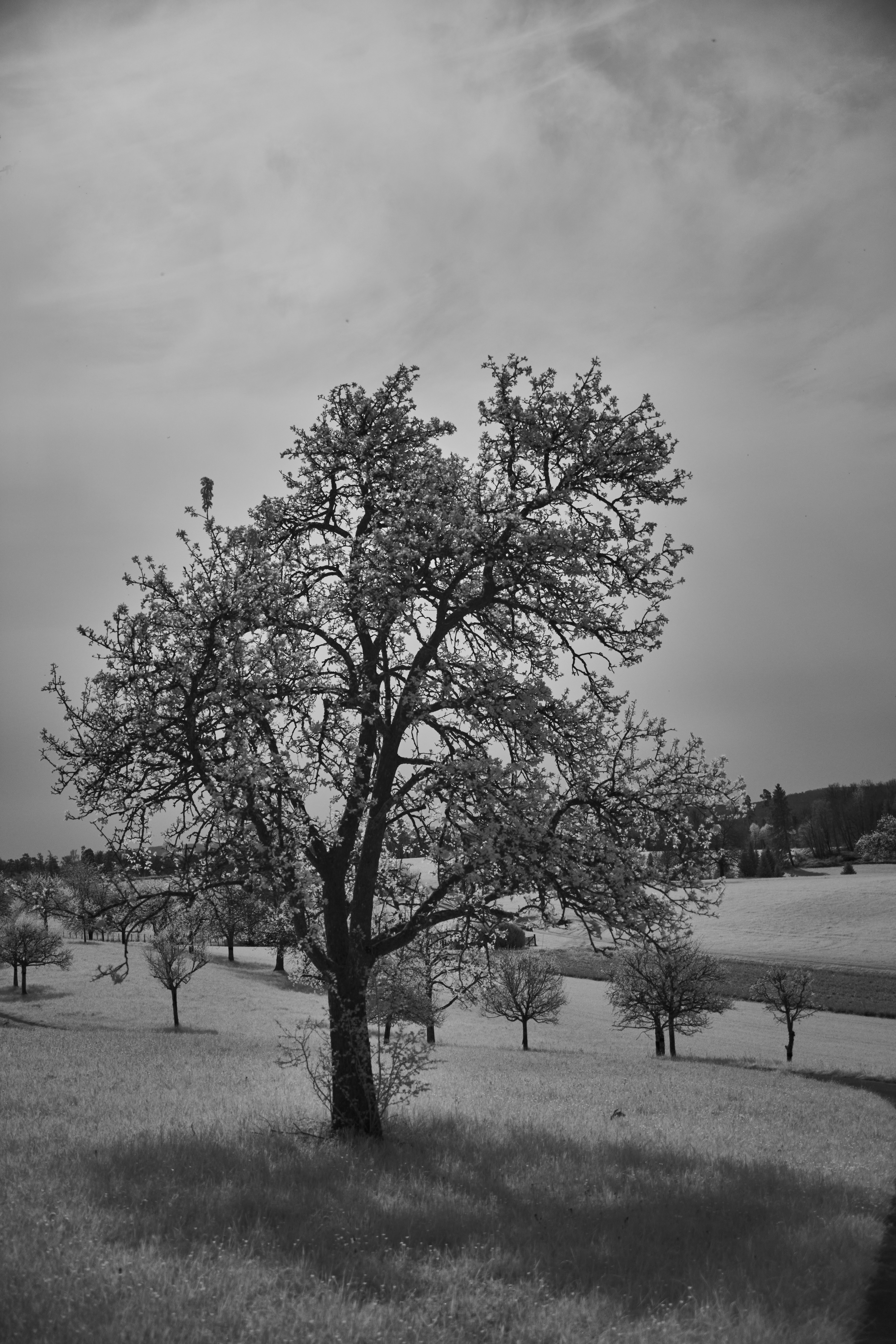 Photo by wolfgang_hasselmann
