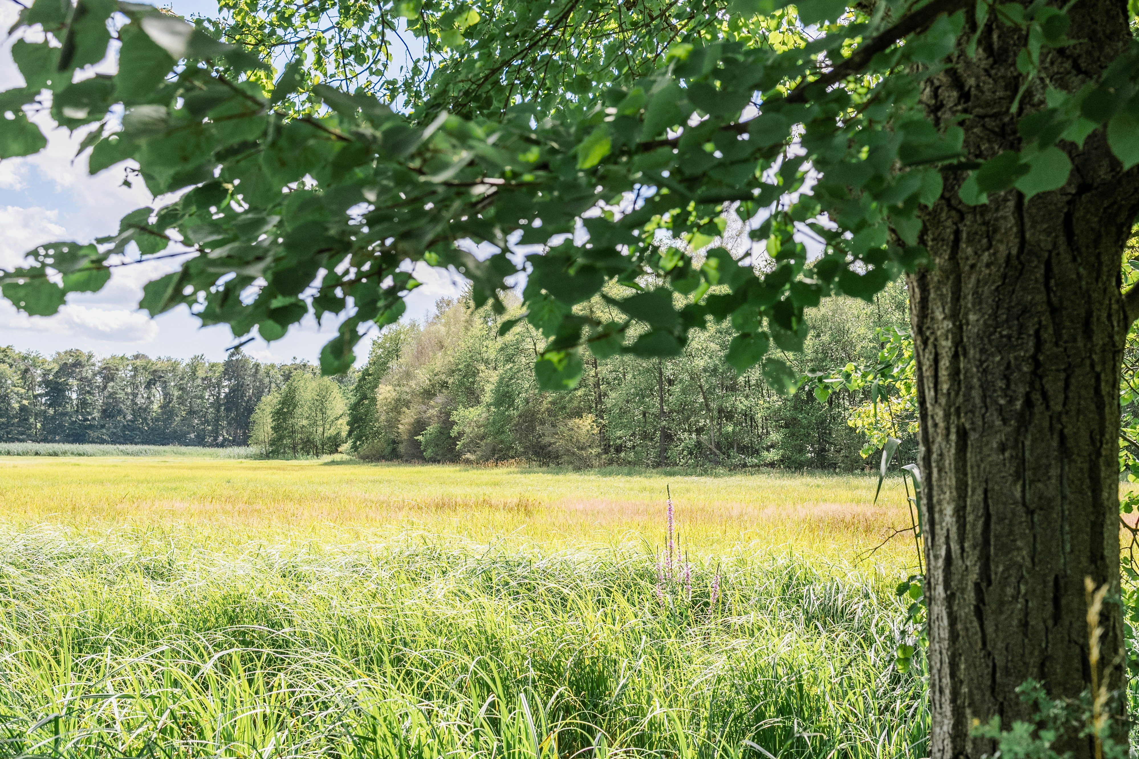 Photo by masoodaslami