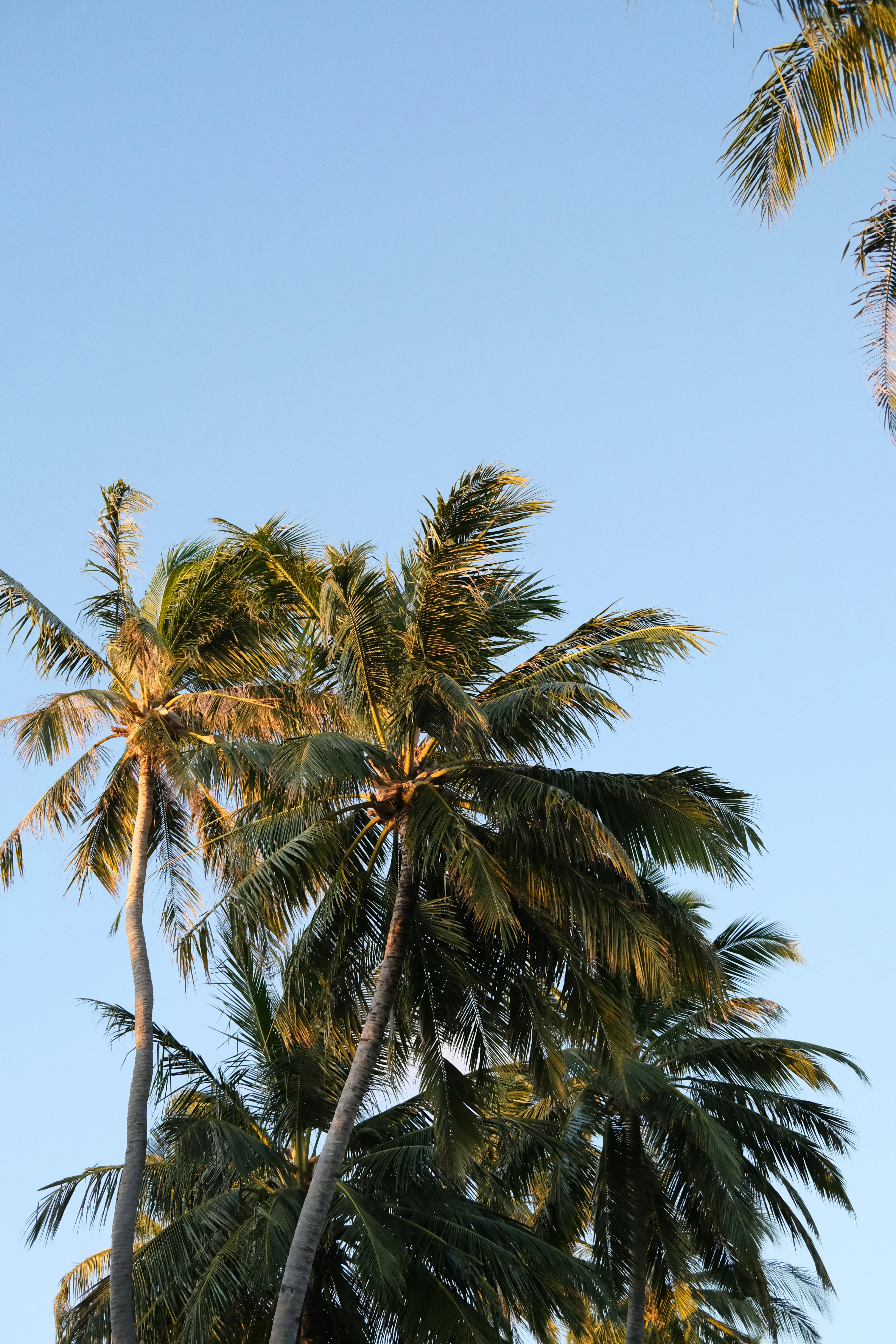 A palm tree with a clock tower in the background