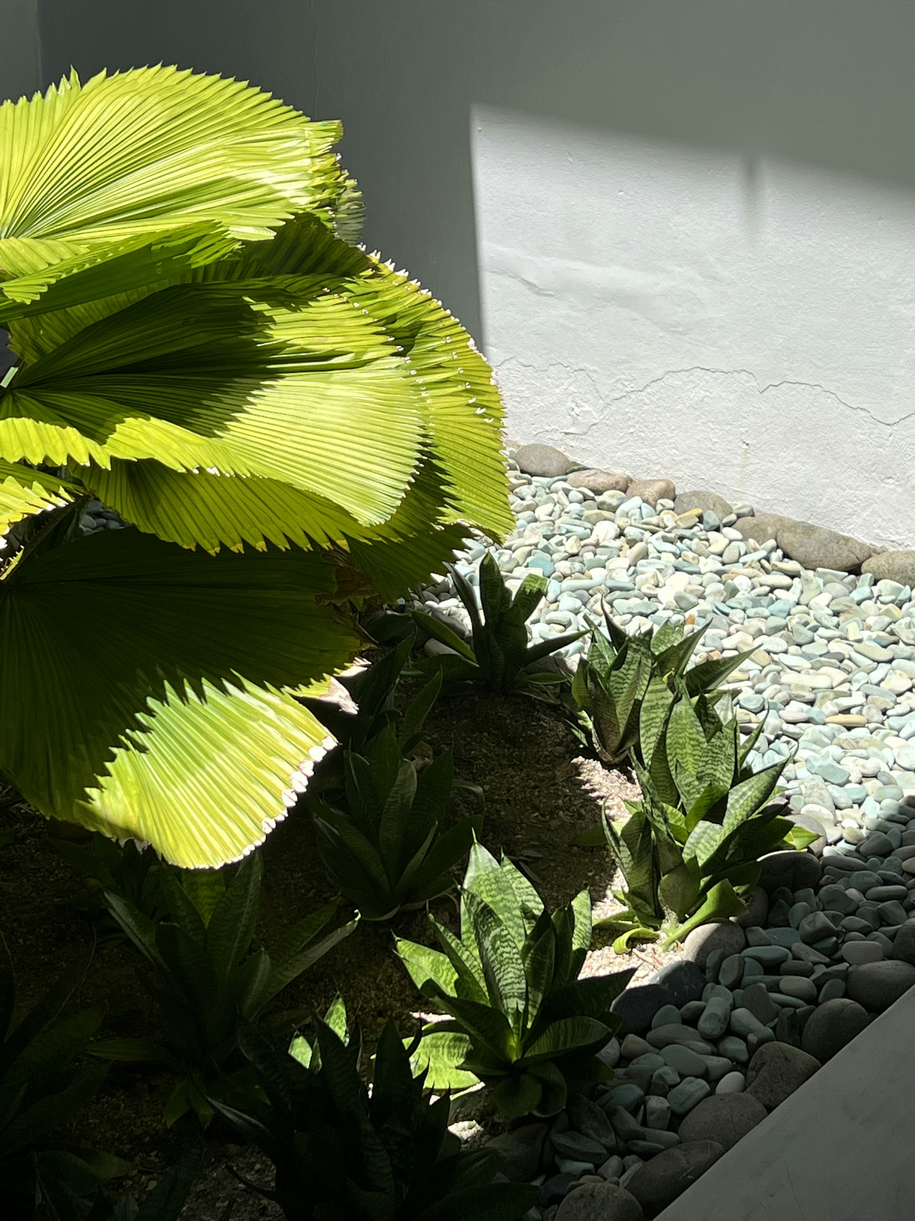 A green plant sitting next to a white building