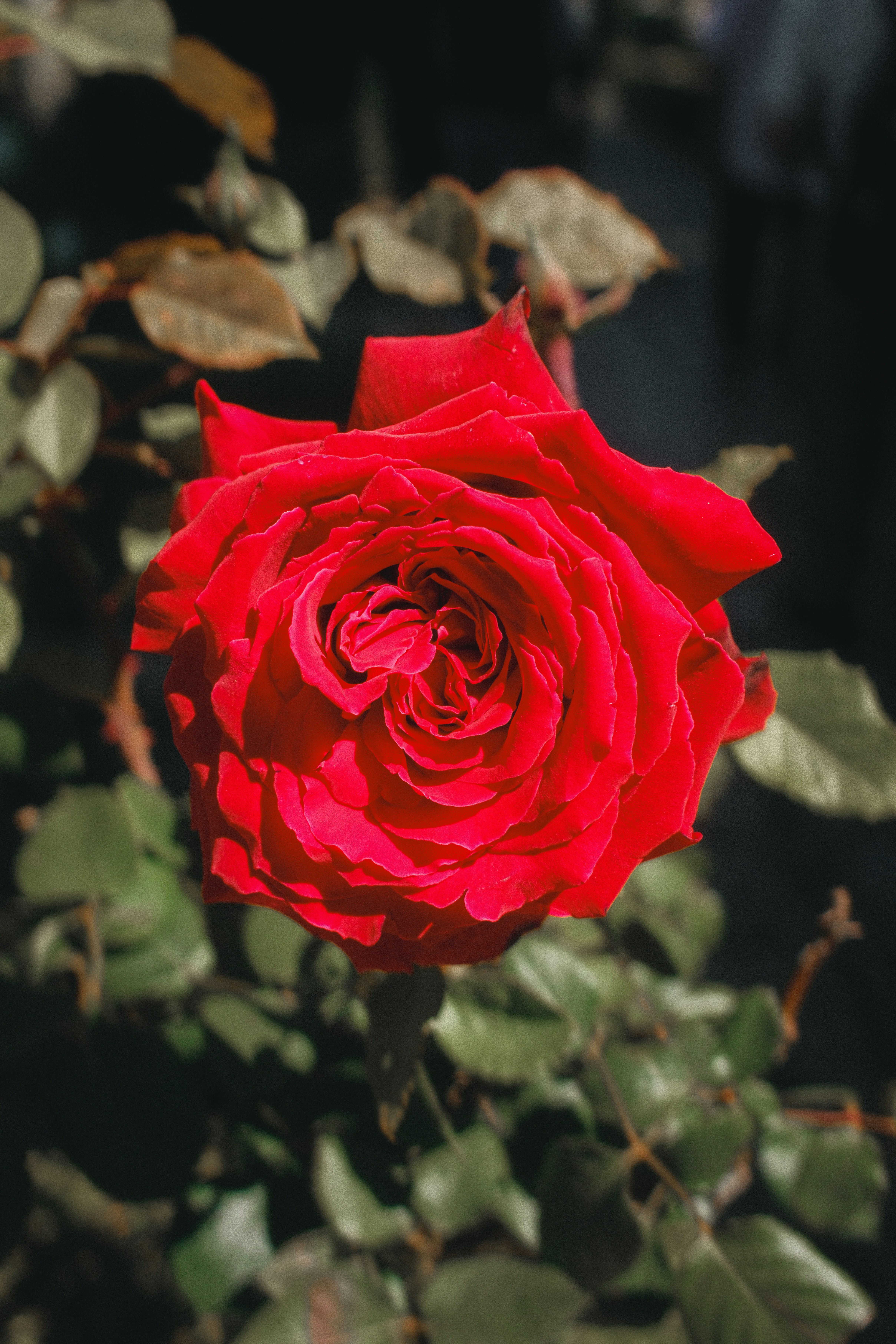 Photo by limamauro23