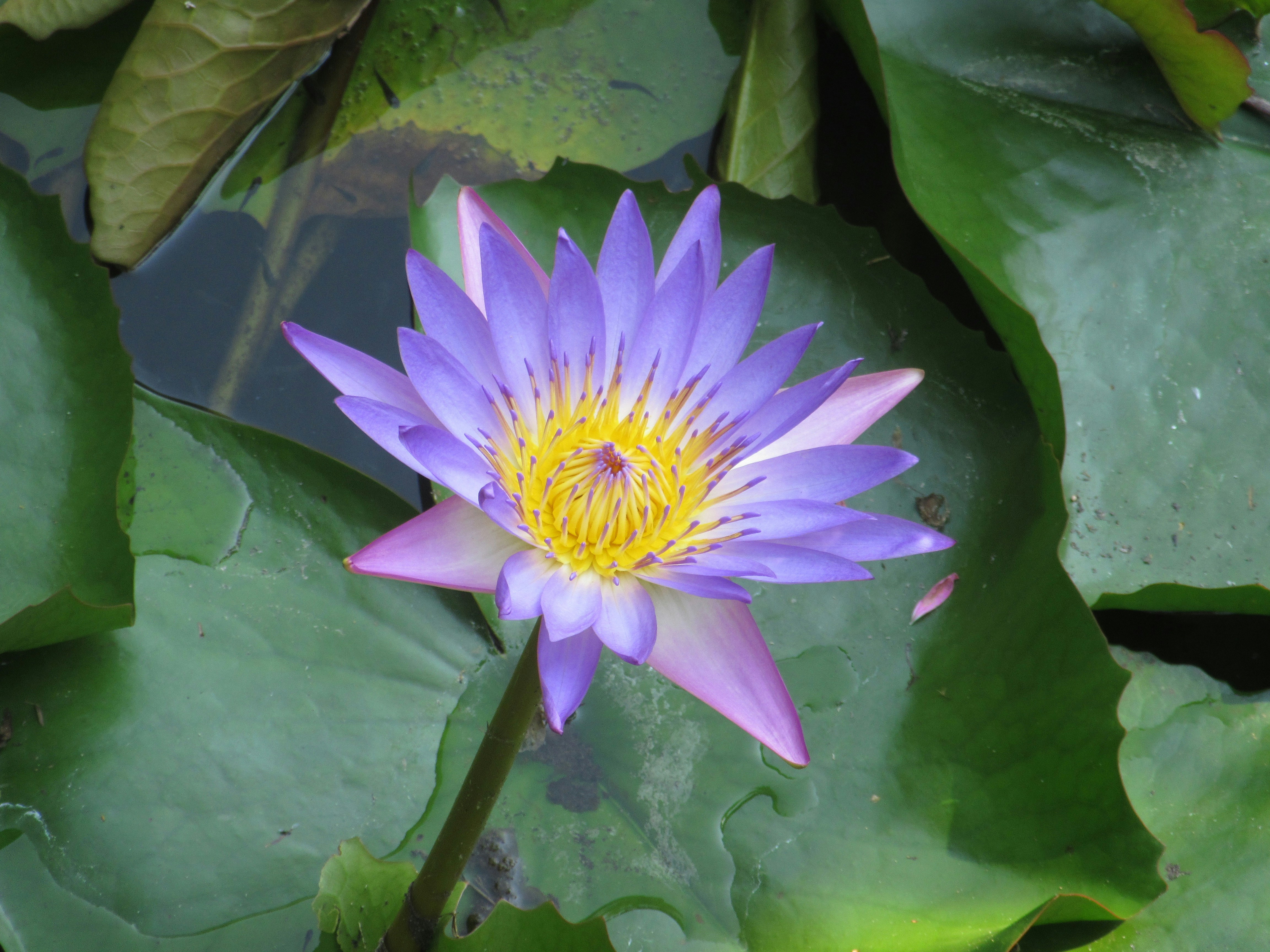 Photo by balint_miko